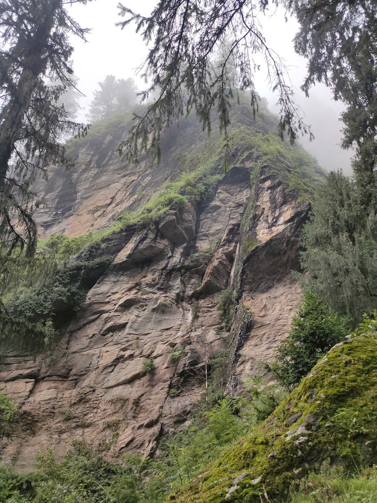 The image shows a rocky cliff face overgrown with moss and vegetation, likely in the mountainous region of Jana, India. The cliff is textured with horizontal striations and crevices, with patches of green moss clinging to its surface. Trees with dark green needles are visible in the foreground, framing the scene and partially obscuring the view of the sky, which is hazy and appears to be covered in fog or mist. The overall atmosphere is damp and humid, suggesting a natural, possibly remote, environment. There are no people or animals visible in the image, and no man-made structures are apparent, aside from the possibility of a faint wooden post or marker on the cliff face.