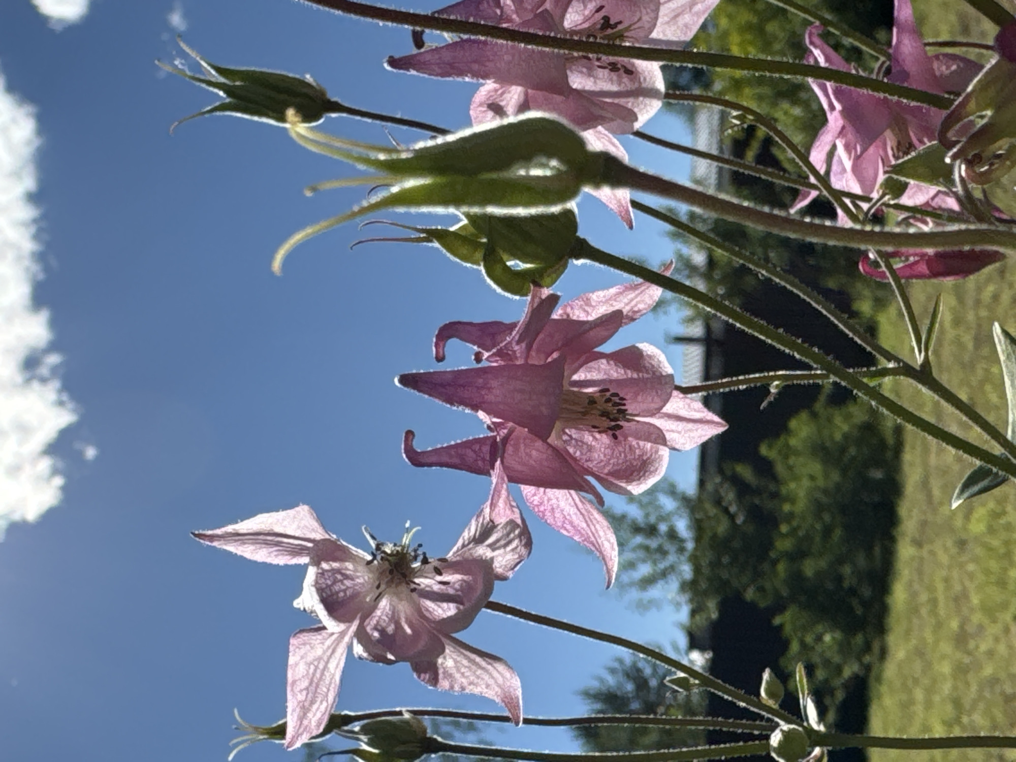 In Steklyannyi, Russia, a low-angle shot captures several pink columbine flowers in bloom against a bright blue sky. Sunlight illuminates the translucent petals of the flowers, revealing their intricate details and delicate veins. The flowers are in focus, with their stems and buds also visible. In the background, out-of-focus green foliage and hints of buildings suggest an outdoor, possibly garden, setting. A white cloud drifts across the upper portion of the sky. The overall impression is one of natural beauty bathed in bright sunlight.