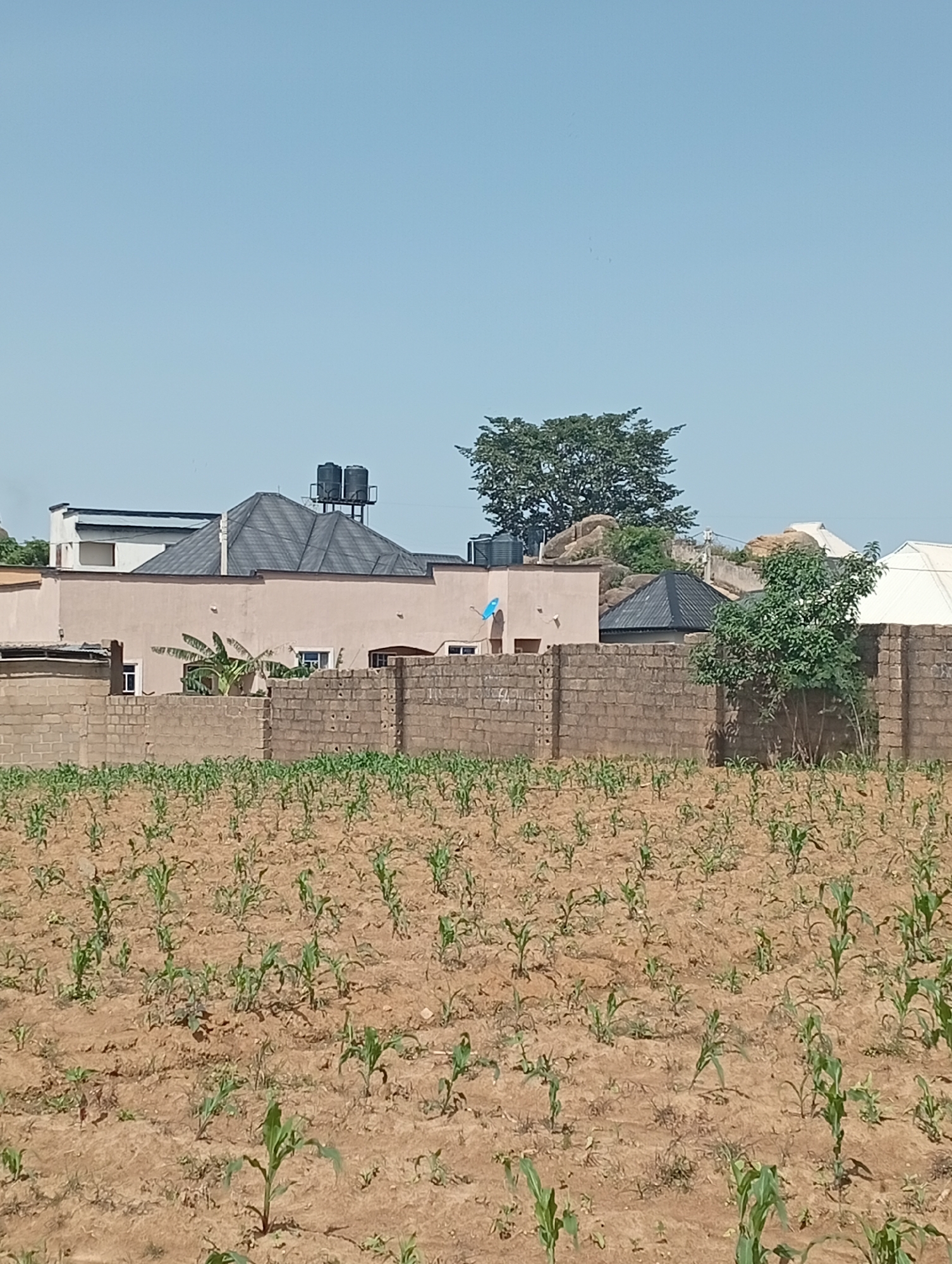 The image captures a scene in Gura Top, Nigeria, featuring a partially cultivated field in the foreground and a residential area in the background. The field contains young, scattered corn stalks growing in dry, sandy soil. Behind the field, a wall constructed of grey concrete blocks encloses the property. Beyond the wall, a cluster of buildings is visible. One building, a light-colored structure with a dark, multi-pitched roof, dominates the center. It has visible windows and two dark water tanks mounted on its roof. To the left of this main building, another structure with a white facade and a flat roof is partially visible. A large, mature tree with dense green foliage stands to the right of the central building, and a smaller tree grows near the wall. The sky is clear and light blue. There are no people visible in the image.