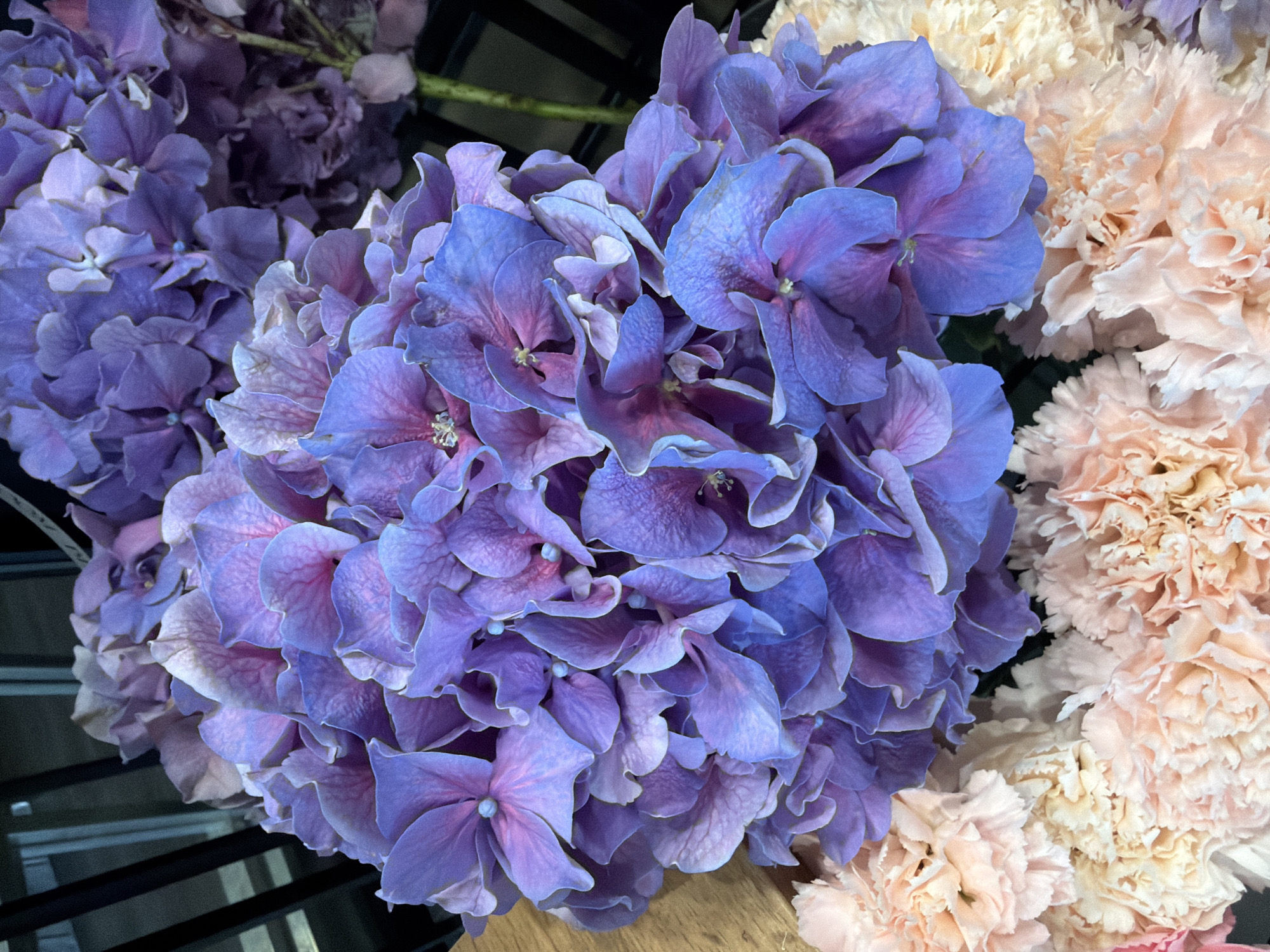 A close-up, vertical shot features a large bloom of purple hydrangeas in the foreground. The hydrangeas are a mix of deep purple and lighter lavender hues, with delicate, crinkled petals. Below the hydrangeas, a cluster of pale pink and cream carnations is visible, their ruffled petals creating a soft texture contrast. The background is dark and out of focus, with hints of vertical dark lines that suggest a grid or lattice structure. The lighting is soft, highlighting the textures and colors of the flowers.