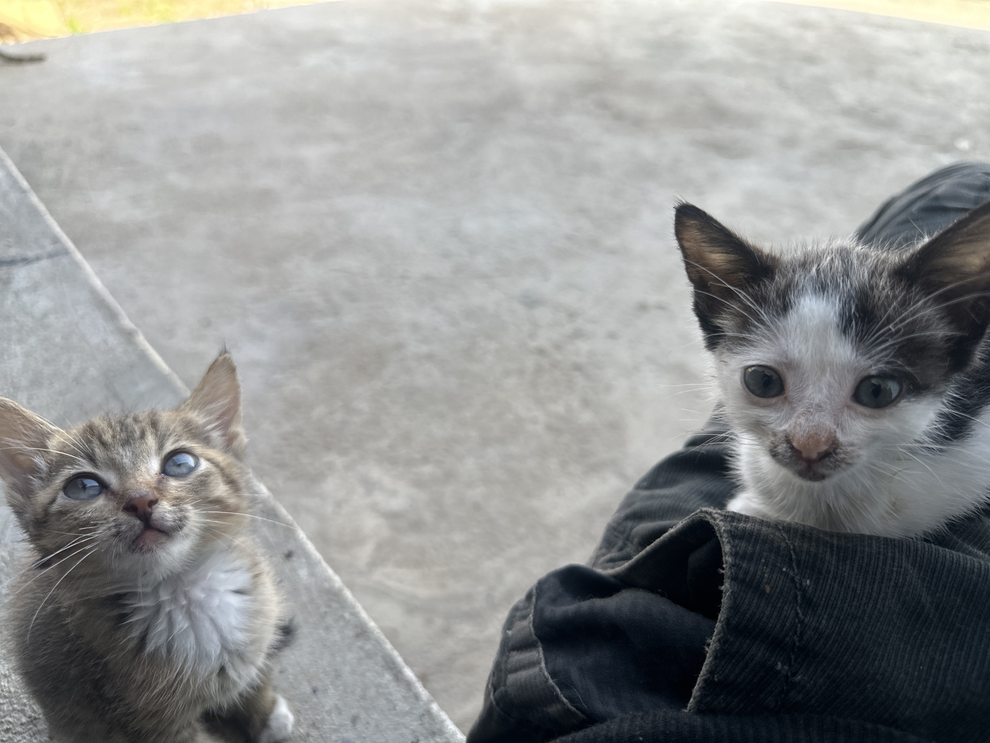 Two kittens are the central focus. One is a tabby with white markings, looking upwards. The other kitten is white with black markings and is positioned in the lap of a person wearing black clothing. The background consists of a gray concrete surface and a glimpse of greenery.
The location in Jos, Nigeria, is not evidenced in the image. The picture is likely taken outdoors, given the natural light and visible concrete.