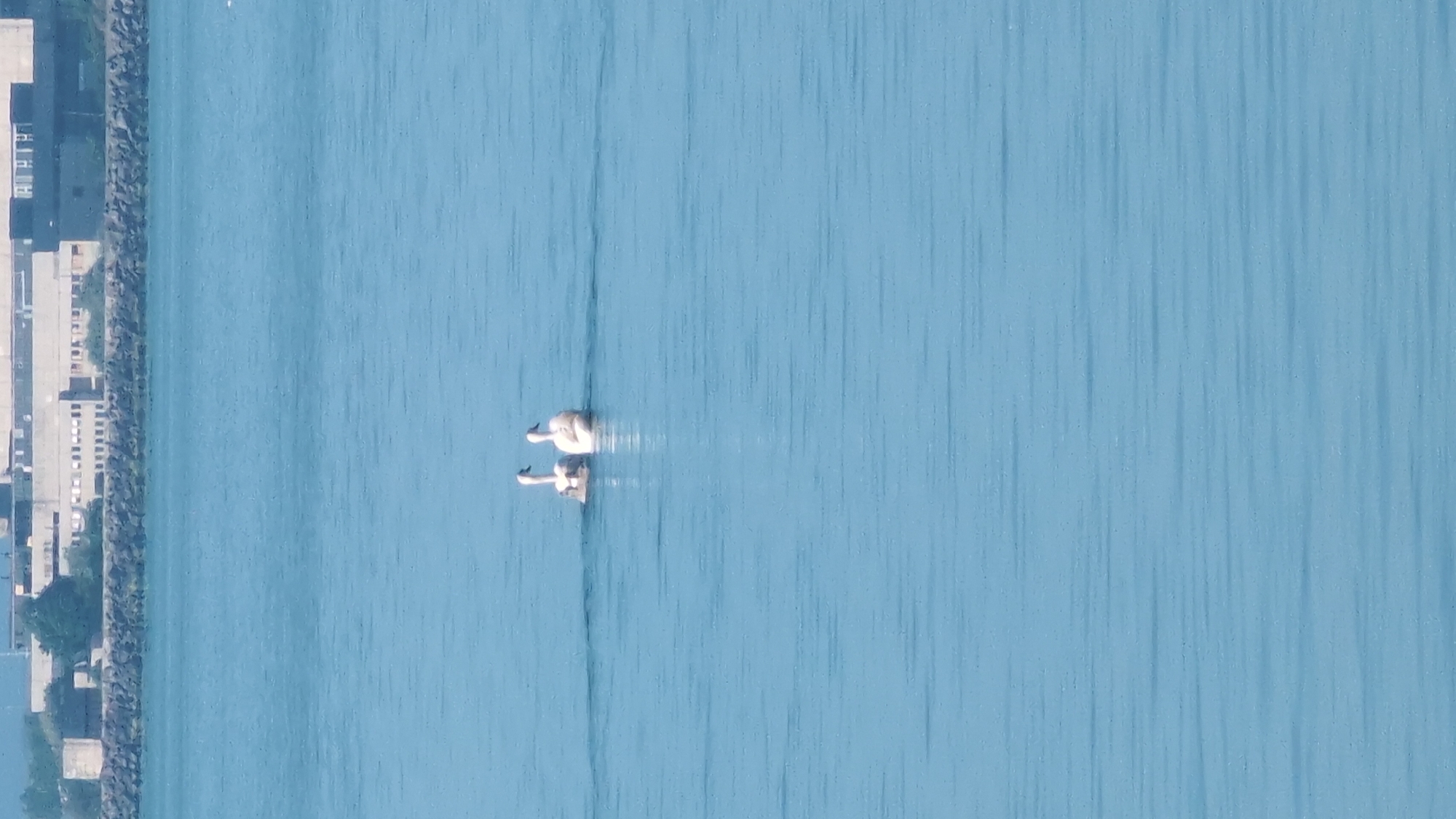 Two white swans swim in the calm, blue waters of Burgas Bay. In the background, a long, low-lying industrial building complex stretches along the shoreline, with a dark stone breakwater separating it from the sea. The sky is a pale, washed-out blue.