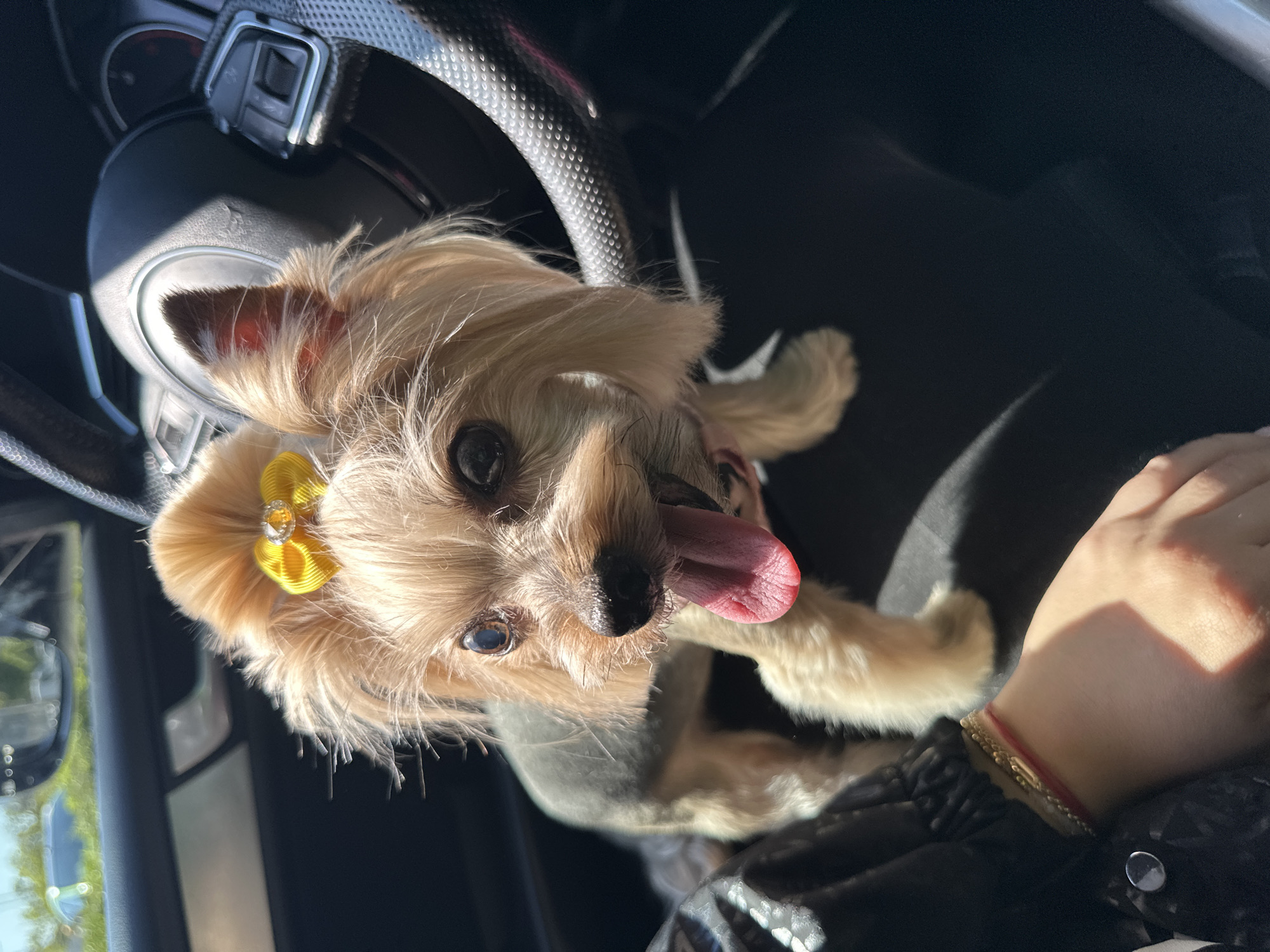 A close-up, slightly rotated image shows a small, light-brown dog with a yellow ribbon in its hair, possibly a Yorkshire Terrier, panting with its tongue out. The dog appears to be inside a car, positioned in front of the steering wheel. A person's hand is visible in the lower right corner, wearing a gold bracelet. The background is mostly black, suggestive of the car's interior, with a glimpse of a cityscape visible through the car window, which would most likely be in Sofia, Bulgaria.