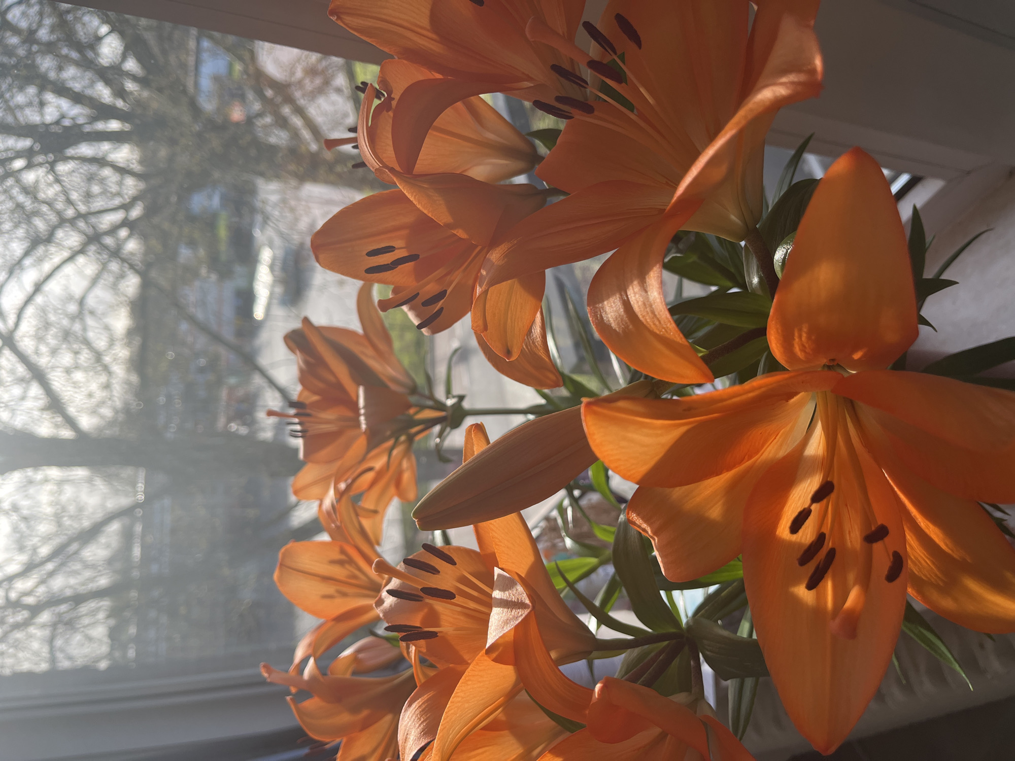 The image shows a cluster of orange lilies in full bloom, positioned near a window. The petals are a vibrant, warm orange, and the anthers are a dark brown. Some buds are yet to open. The window behind the lilies is blurry and the scene outside can be seen through it, appearing as a soft, diffused light. The trees are bare-branched, suggesting it may be late autumn or winter.
It is not possible to determine the location within Maastricht, Netherlands, from this image alone.