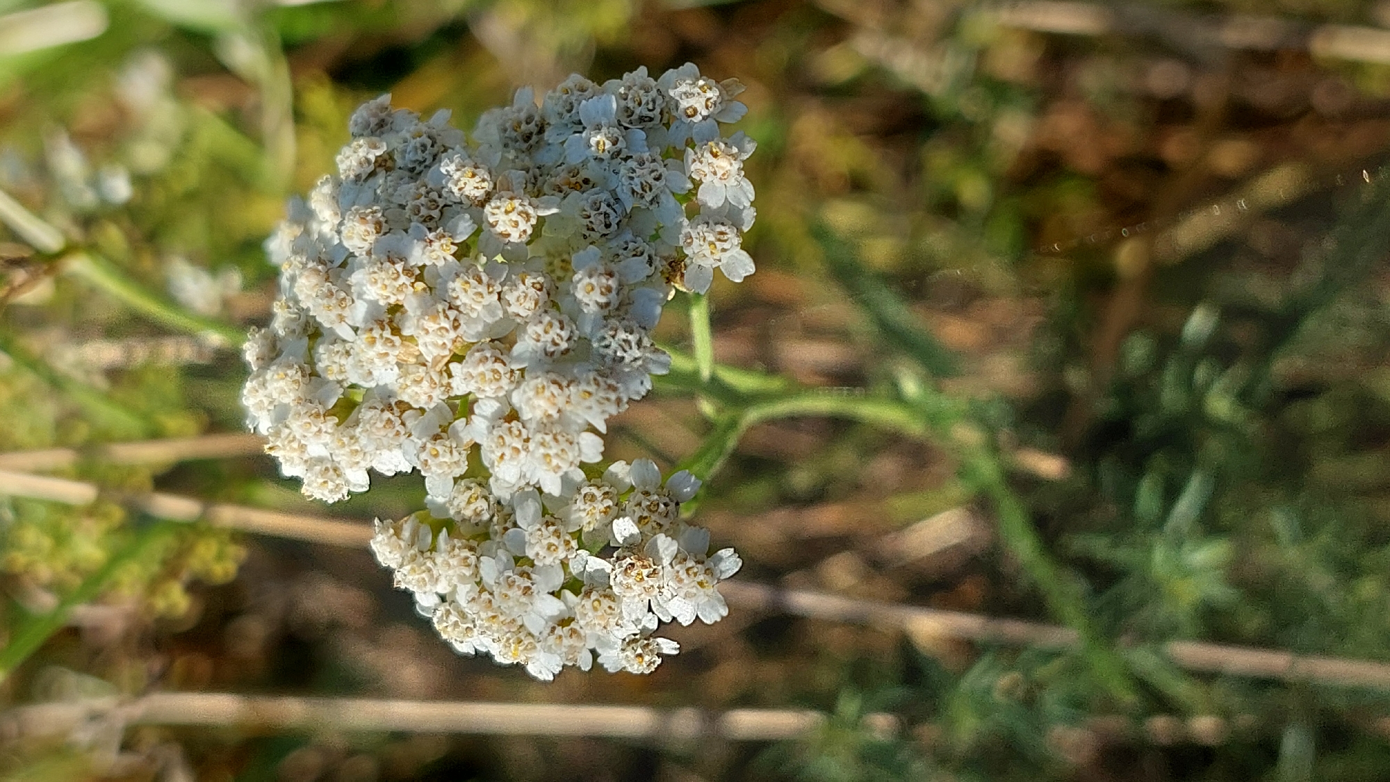 A close-up, low-angle shot captures a cluster of small white flowers, likely yarrow, in full bloom. The flowers are arranged in a dense, umbrella-shaped inflorescence, with each individual flower having delicate white petals and a yellowish center. The stem of the plant is visible, a slender green stalk supporting the bloom. The background is softly blurred, suggesting a natural outdoor environment. Vertical brown stalks, possibly dried grass or reeds, are present to the left of the flower cluster, adding a textural contrast. The ground appears to be covered in a mix of green foliage and dry, earthy tones. The lighting is bright, highlighting the intricate details of the flowers and creating a shallow depth of field. The scene is set in the village of Kozarovychi, Ukraine.