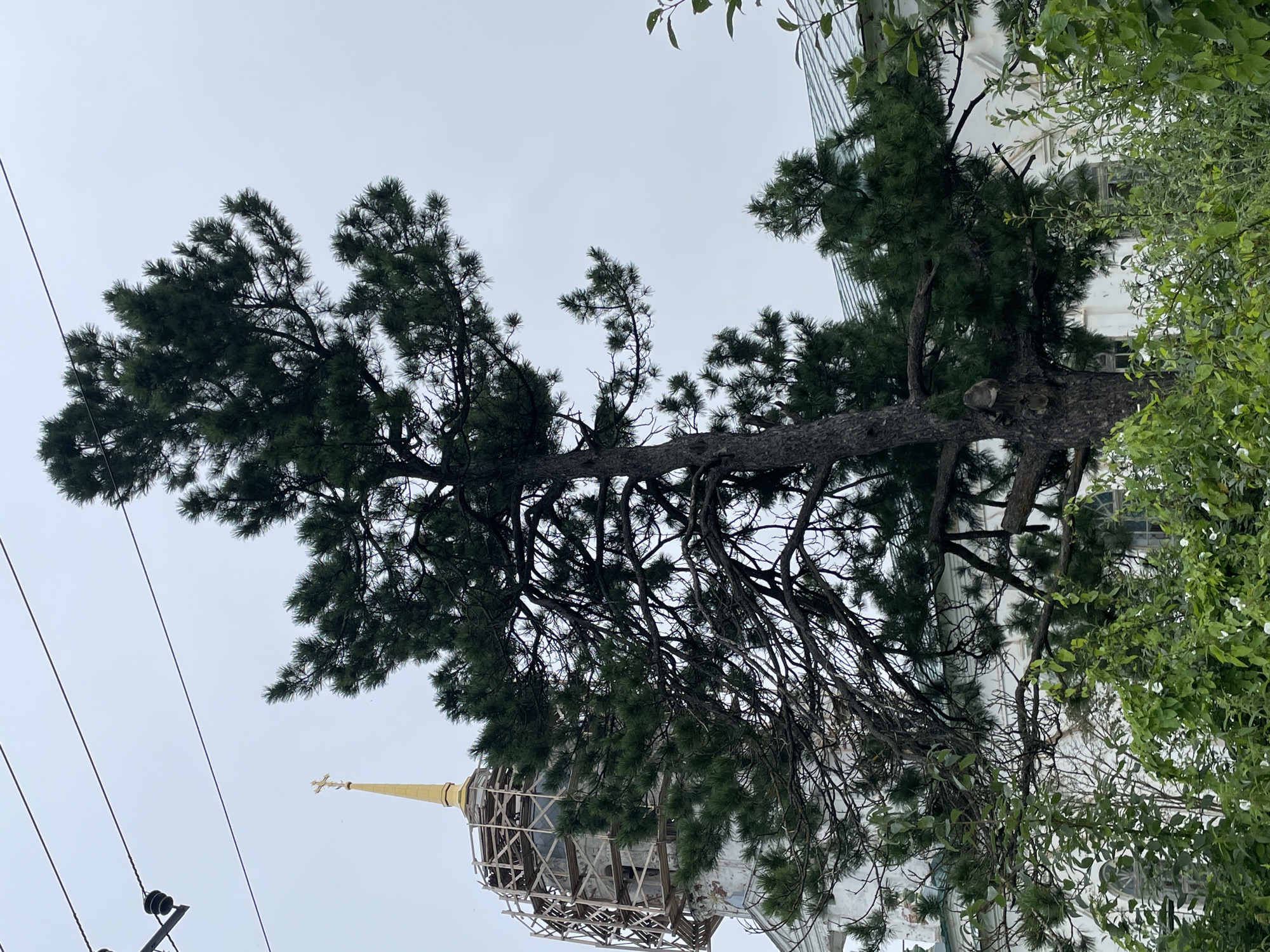 This is a medium shot photograph taken outdoors under an overcast sky. In the foreground, a large pine tree with dark green needles dominates the frame. Its branches extend across the image, with some appearing dry and bare. Behind the tree, a white building with arched windows and a green roof is partially visible. To the left, a portion of a church dome is visible, topped with a golden cross. The dome appears to be under scaffolding, suggesting ongoing construction or restoration. Power lines are visible in the upper left corner of the image. The setting is likely the city of Kstinin, Russia, given the presence of a church with a golden cross.