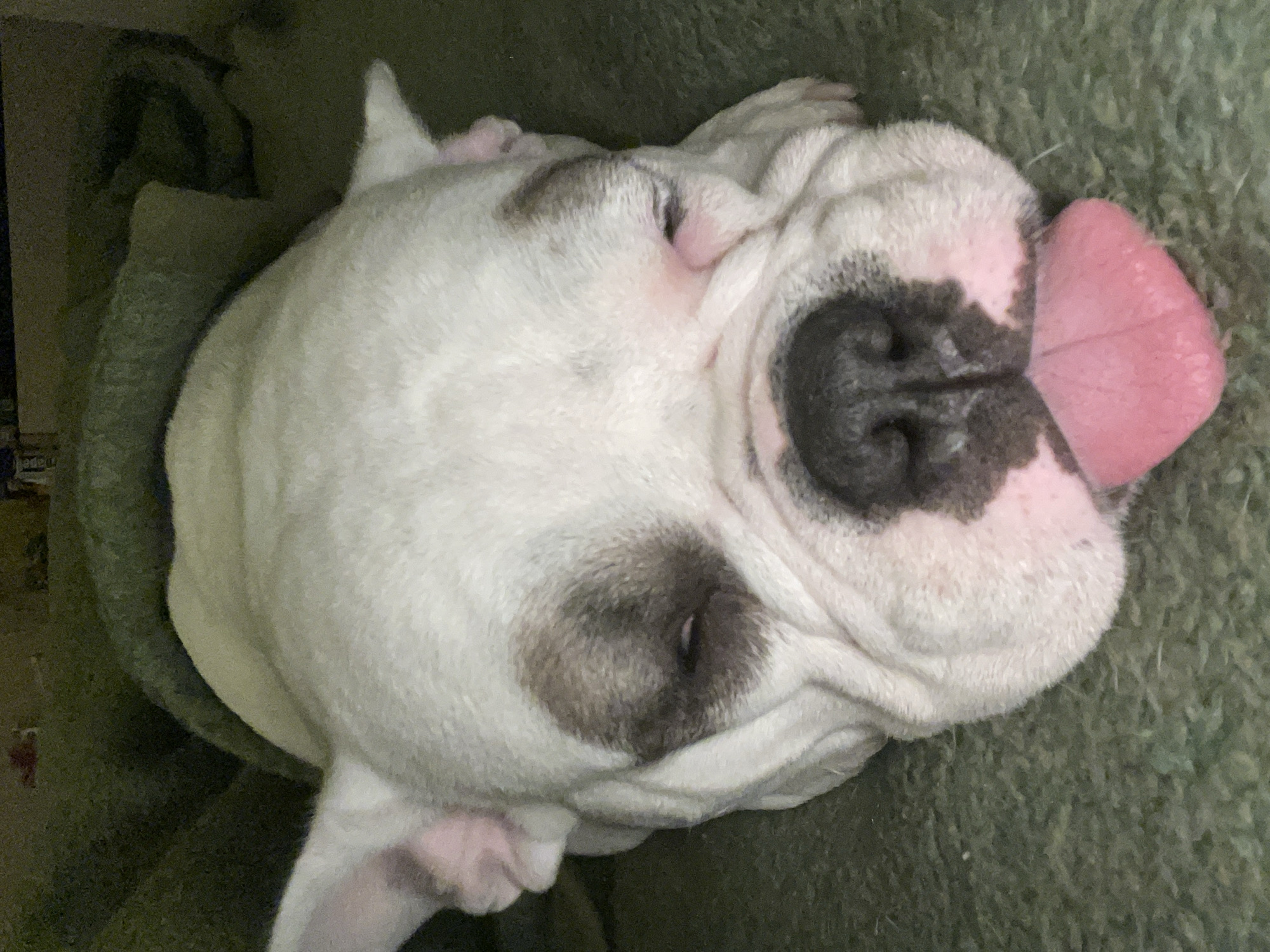 The image shows a close-up view of a sleeping white bulldog with a black nose and spots around its eyes. The dog is lying on a green, textured surface, possibly a carpet or blanket. Its tongue is sticking out. The dog appears to be resting comfortably. The location of the image is irrelevant.