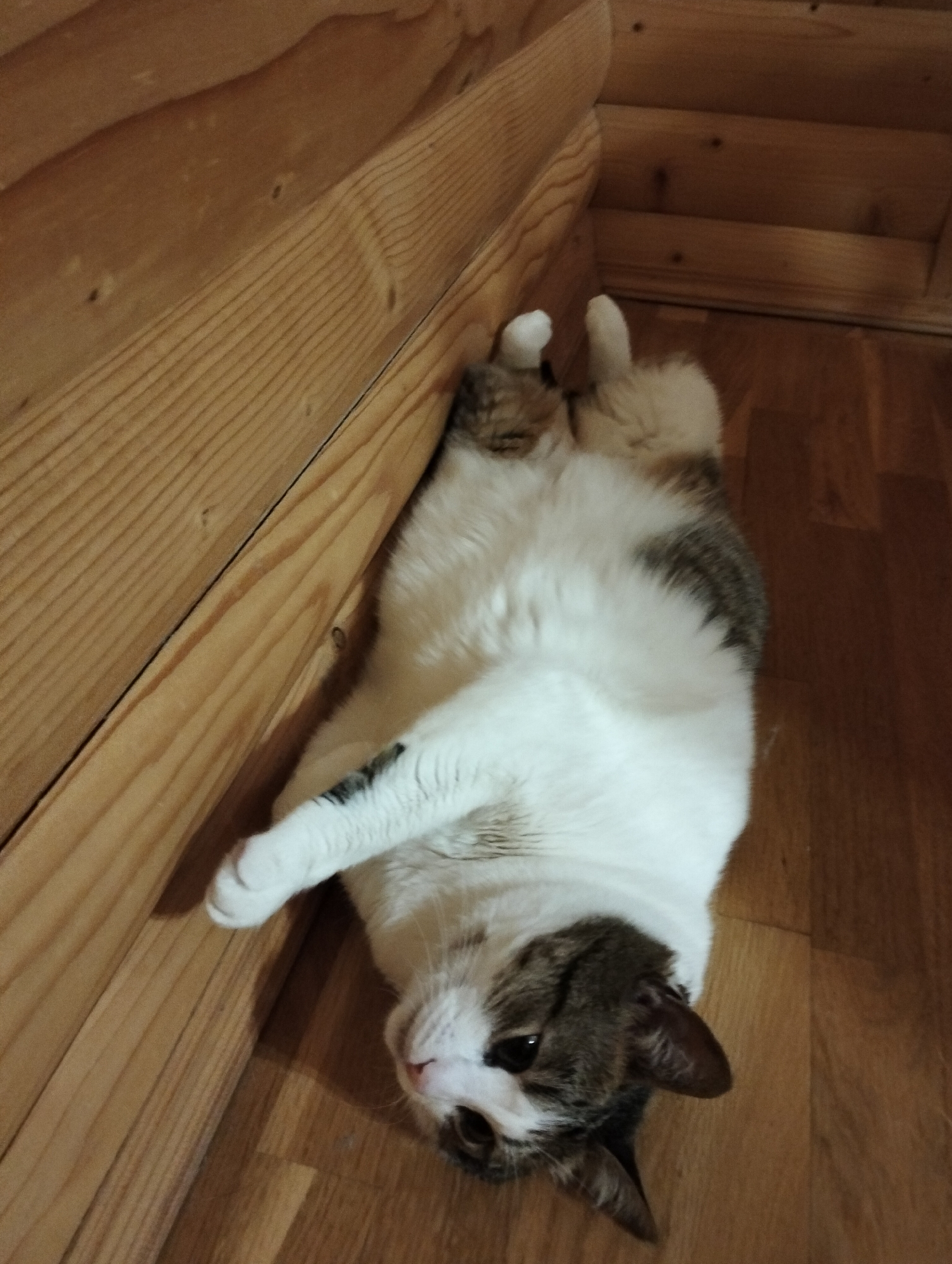 A tabby and white cat is lying on its back on a wooden floor next to a light-colored wooden wall. The cat's head is facing the camera, and its eyes are open. The cat's paws are curled up in the air. The wooden floor and wall appear to be indoor construction. The location is assumed to be Krykhivtsi, Ukraine based on the query parameters.