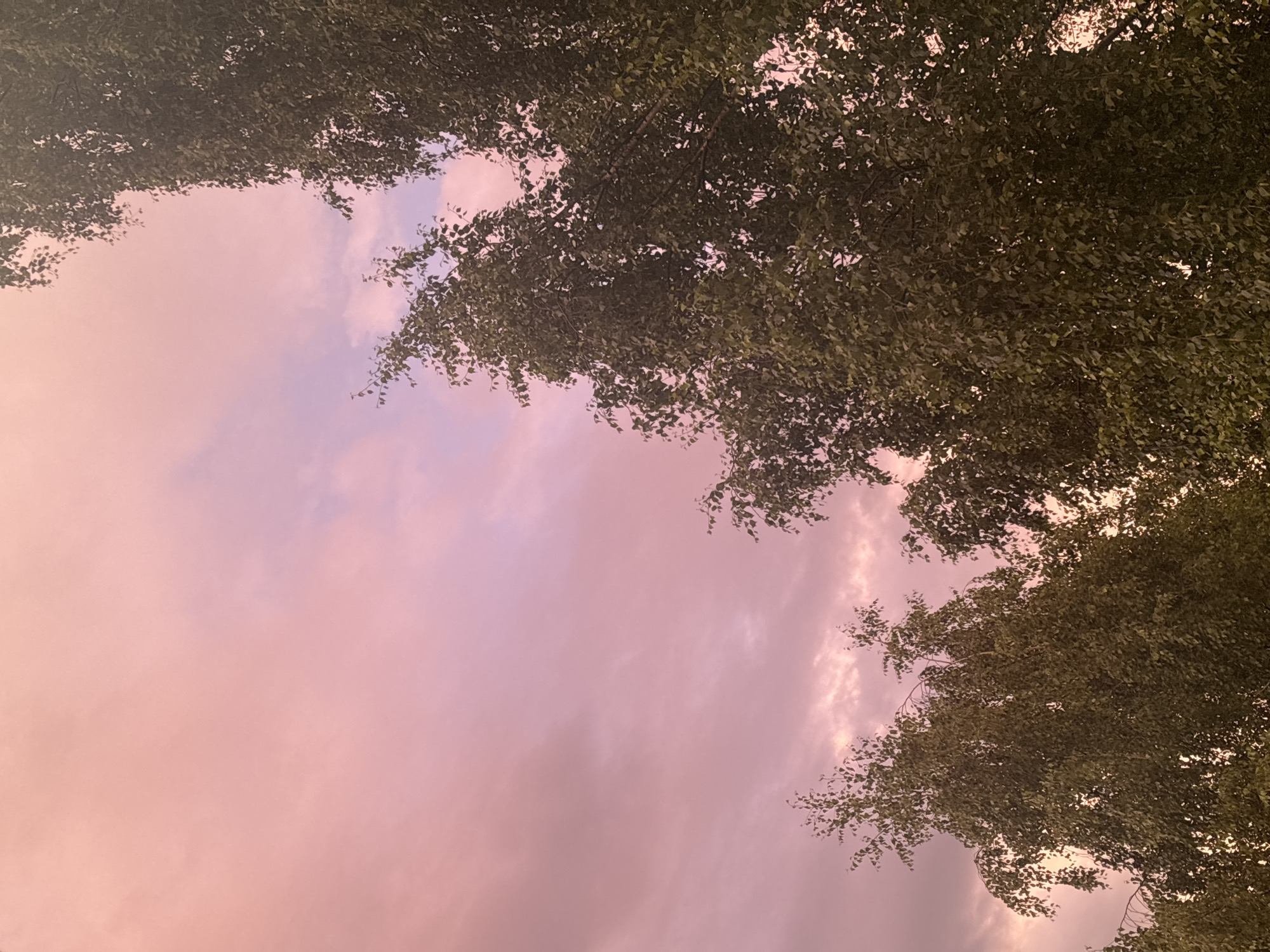 The image captures a view of the sky and trees from a low angle, looking upwards. The sky is filled with soft, pastel-colored clouds, predominantly pink and lavender hues, suggesting either sunrise or sunset. The lighting indicates it is either dawn or dusk. Several trees with dense green foliage are prominent in the foreground, their branches extending into the frame from the right and bottom edges, partially obscuring the sky. The leaves appear small and numerous, characteristic of deciduous trees like birch. The overall scene is serene and natural, with no visible people or man-made structures. Given the specified location of Chaikovsky, Russia, this scene likely depicts a natural area within or on the outskirts of the city, such as a park, forest edge, or a residential area with significant tree cover.
