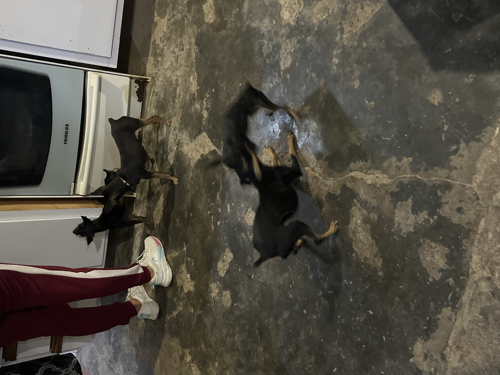 In Juan Griego, Venezuela, a person wearing maroon pants with a white stripe and white athletic shoes stands on a rough, dark, and stained concrete floor. Three small black dogs are present. One dog stands near a white appliance, looking upwards. Another dog is in the mid-ground, facing away from the viewer and standing near a white appliance with the brand "FRIGILUX" visible. Two dogs are in the foreground, engaged in play or a scuffle. The lighting is dim, casting shadows on the floor.