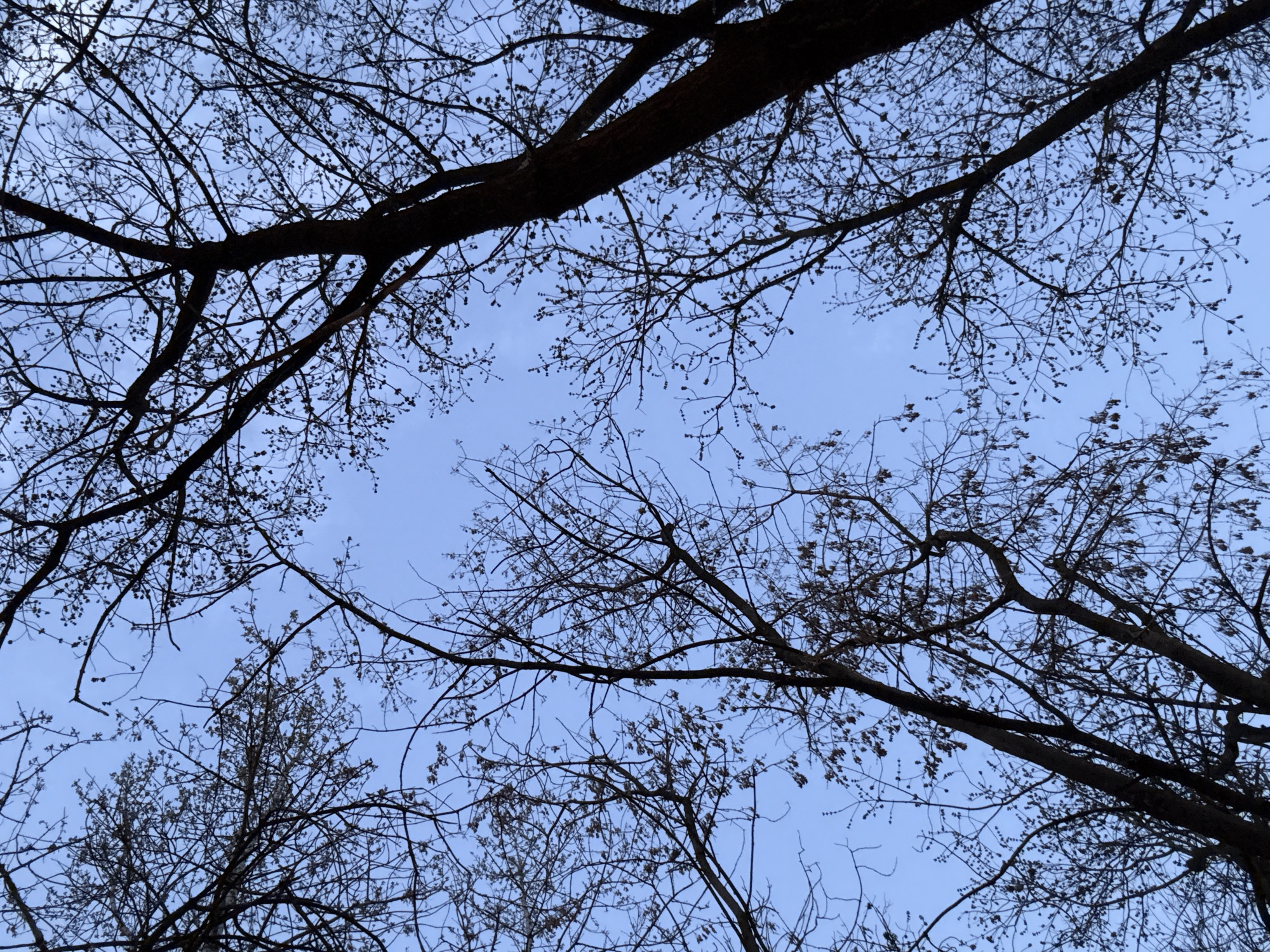 The image shows a view looking upwards through the bare branches of trees against a pale blue sky. The tree branches are dark and silhouetted, with some small buds or remnants of leaves still present. The sky is mostly clear, with slight cloudiness visible. The photo was taken in Moscow, Russia. There are no people, actions, or interactions visible in the image.