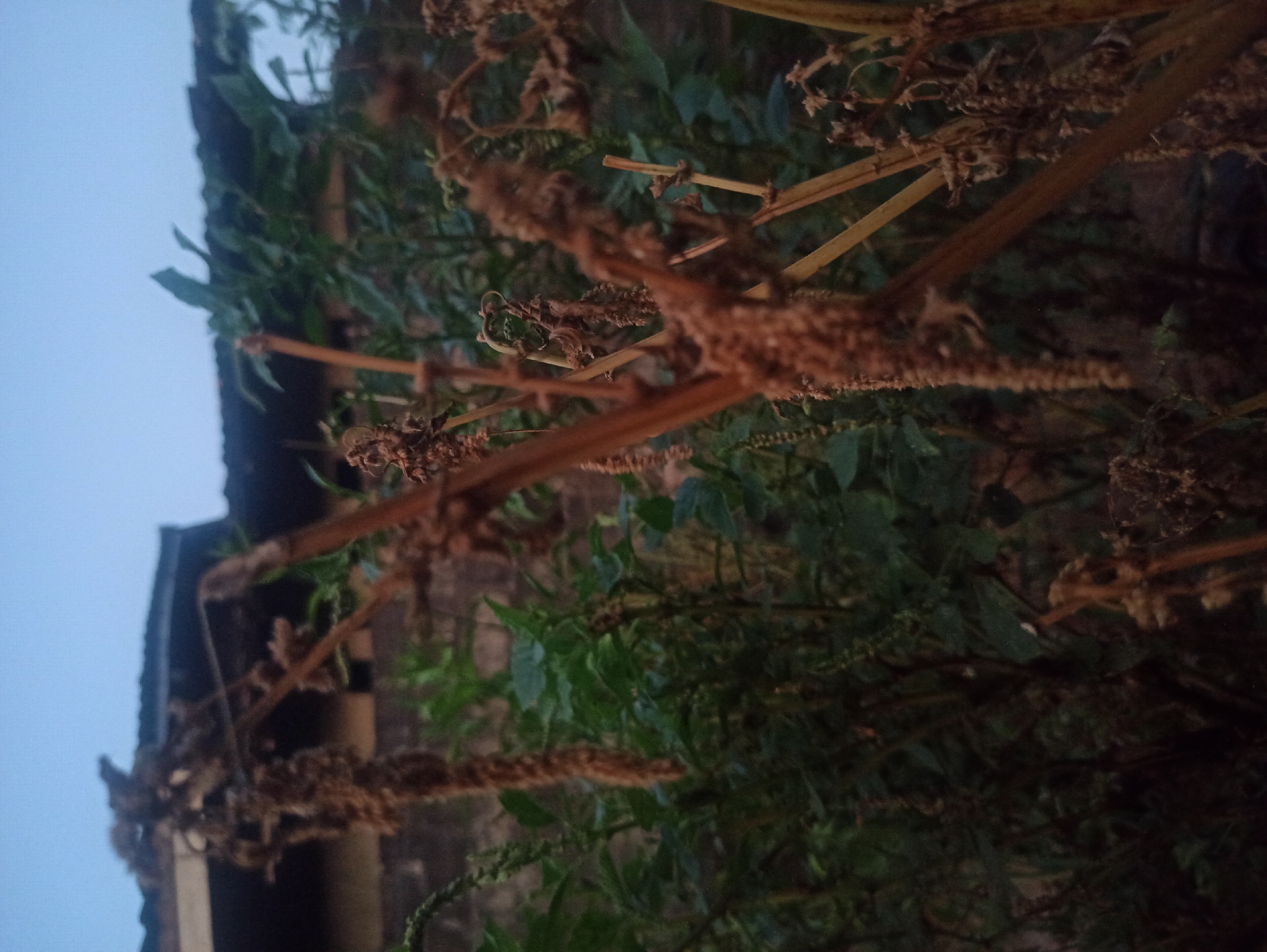 The image shows a close-up view of dried plants in an outdoor setting. The plants are brown and appear to be seed stalks or flower heads that have dried out. Some green foliage is visible in the background, suggesting that other plants are still alive. In the further background, there is a building with a dark roof and a wall. The sky is visible at the top of the image and is a pale blue, indicating it is likely dusk or dawn. The overall impression is one of natural elements in an urban or semi-urban environment. The specific location in Tuba, Indonesia cannot be determined from the image alone.