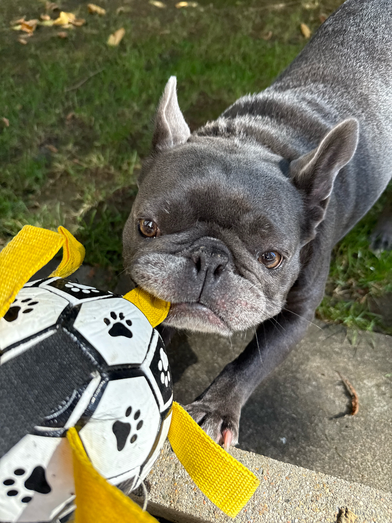 A blue french bulldog is playing with a toy soccer ball in a backyard. The dog is holding the yellow strap of the toy in its mouth. The ball is black and white and has paw prints on it. The dog is standing on a concrete surface, and there is grass and some fallen leaves in the background.