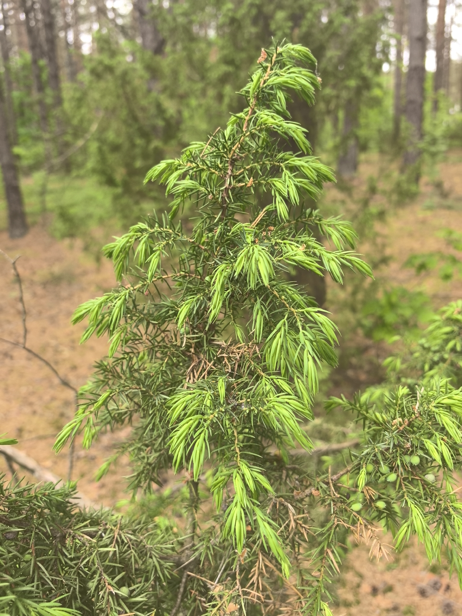 The image depicts a coniferous evergreen tree in a forest setting, likely in the vicinity of Парэчча, Belarus, although this cannot be confirmed with absolute certainty from the image alone. The tree has vibrant green needles on its new growth, contrasted by brown needles from older growth. Some of the branches display small, round, greenish-blue berries. The background is a blurred forest scene, with multiple trees in various stages of growth and shades of green and brown foliage. The forest floor is covered in brown, organic debris.