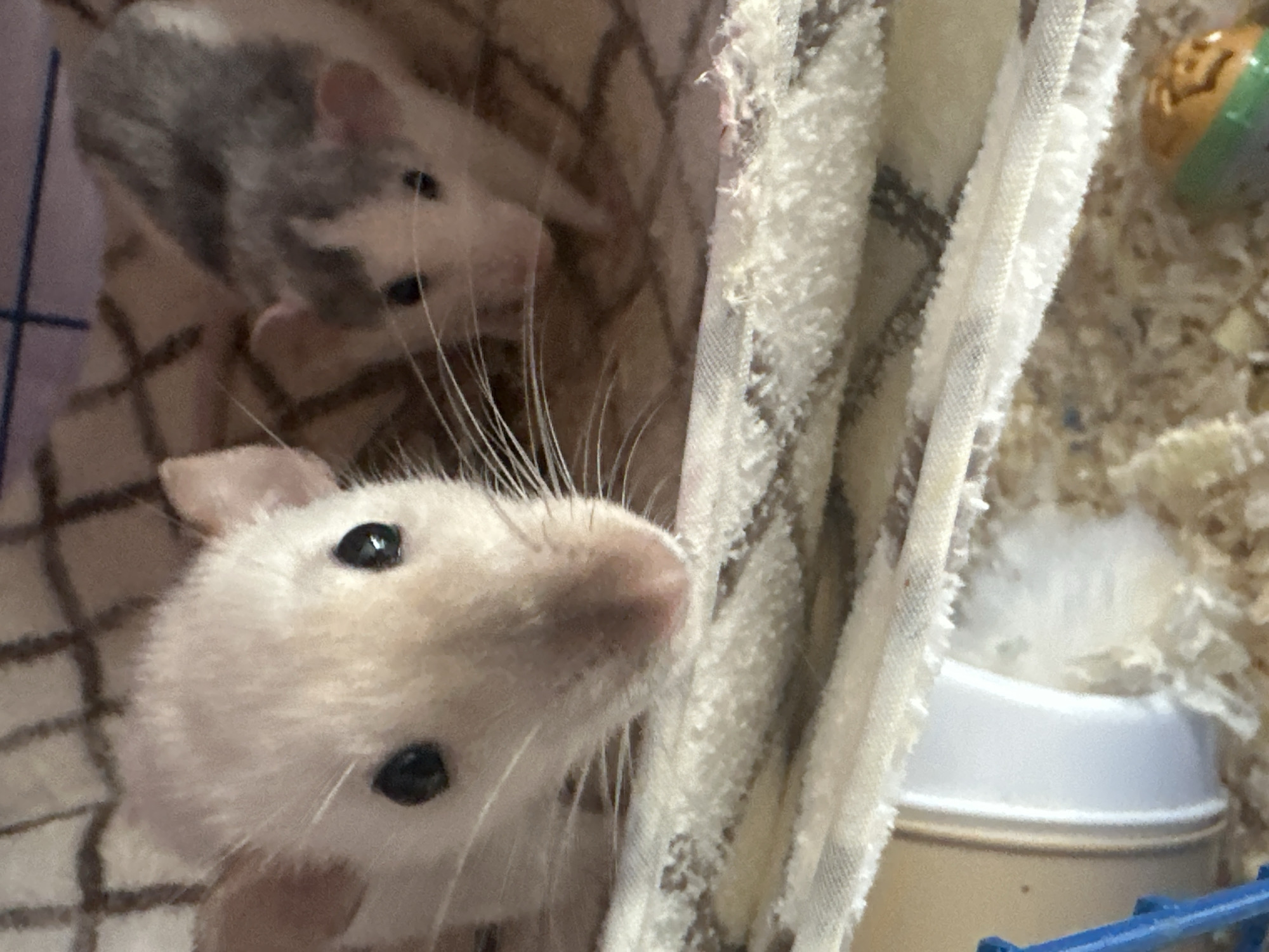 Two pet rats are inside a cage. One rat is white and in the foreground, looking up. The second rat is gray and white, and is in the background. The cage contains a white and tan fabric, a white water bottle, and bedding made of wood shavings. A toy hangs on the right side of the cage. The location is unknown, and there is no evidence indicating the city of Stavropol, Russia.