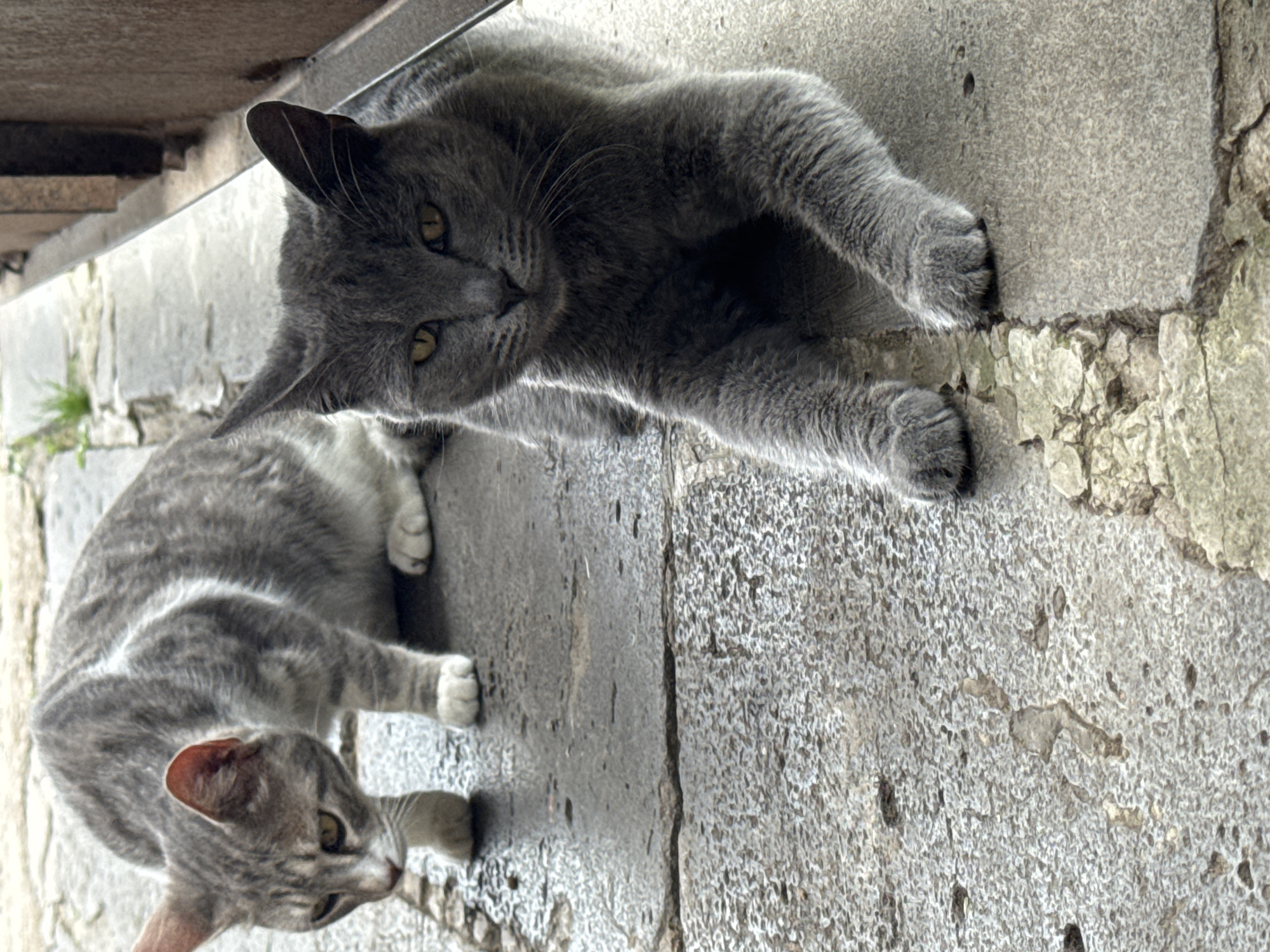 Two cats are on a wet stone pathway. In the foreground, a grey cat lies down with its front paws extended. Its eyes are yellow and it is looking at the camera. In the background, a grey and white tabby cat is crouched down and looking to the left. The pathway is cracked and uneven, and there is some greenery to the left of the pathway. The scene is outdoors, likely in an urban environment. The specific location of Tandzia, Georgia, is not discernible from the image alone.