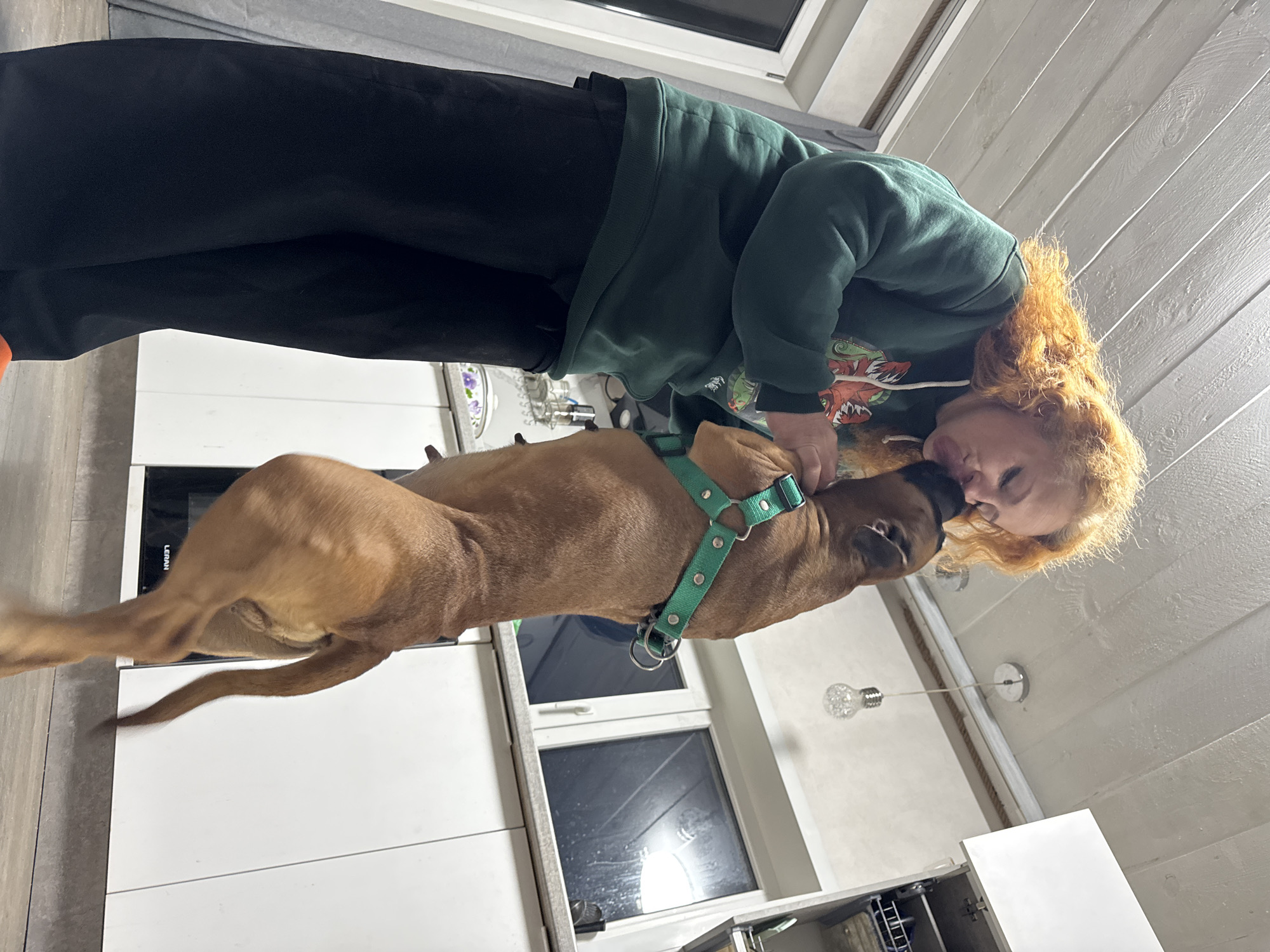 An indoor, portrait-oriented shot captures an affectionate interaction between a woman and a dog in a kitchen, likely in Chaikovsky, Russia. The woman, with noticeable curly red or ginger hair, is seen embracing a large, brown-furred dog. She wears a dark green hooded sweatshirt with a colorful graphic design on the front and black pants. Her face is pressed close to the dog's head, conveying a moment of warmth and connection.
The dog, a medium to large breed with short, light brown fur, is standing on its hind legs, seemingly leaning into the woman's embrace. It is wearing a bright green harness with silver hardware around its chest. Its tail, visible in the lower right, appears slightly blurred from motion.
The setting is a modern kitchen featuring white, flat-panel cabinets and a light-colored countertop. A window in the background shows darkness outside, suggesting it is evening or nighttime. Above, a light-colored ceiling appears to have wooden paneling, from which a minimalist light fixture with an exposed clear bulb hangs. On a white kitchen appliance, possibly a microwave or oven, the brand name "LERAN" is visible. The floor is a light gray or beige tile. The scene emanates a tender, loving mood.