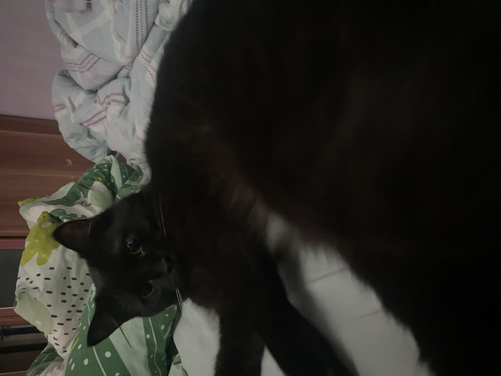 A black cat is lying on a bed with patterned sheets. Part of the cat's body is in the foreground, obscuring the view. The cat's head is visible on the left side of the frame, with its eyes open. The location is not discernible.