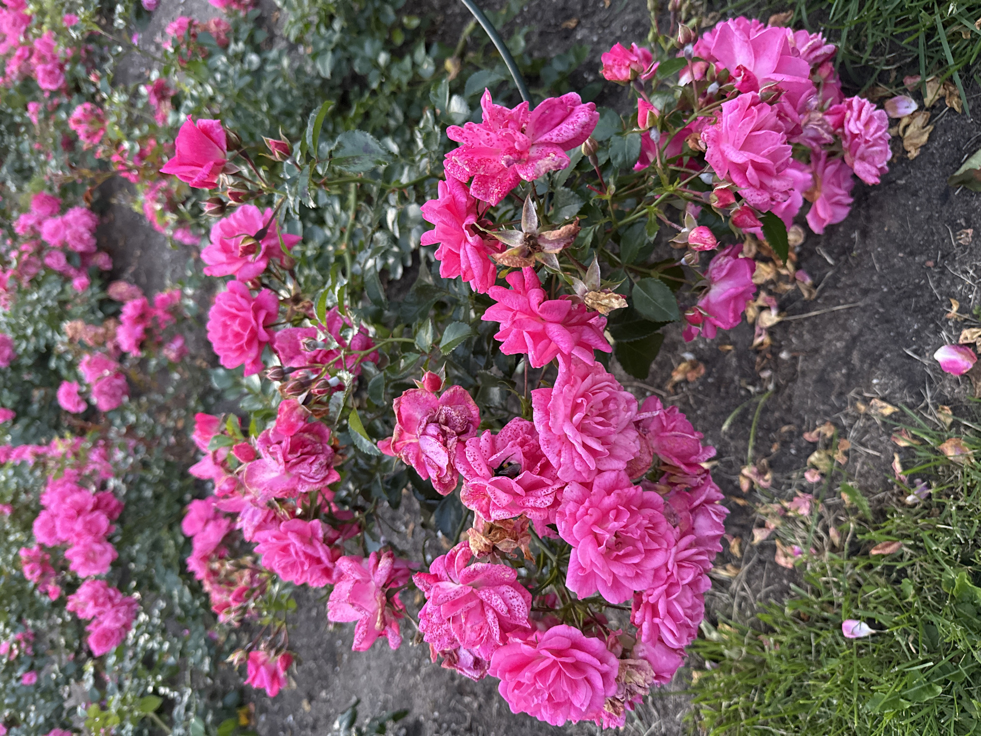 In an outdoor setting, a close-up shot captures a cluster of vibrant pink roses in full bloom, with a few faded petals scattered amongst them. The roses are the primary focus, showcasing their delicate textures and rich color. The background is filled with more rose bushes, creating a dense floral landscape. Some of the rose petals exhibit light speckling or blemishes. A patch of green grass is visible in the lower left corner of the frame. The ground is a dark, earthy soil, with more fallen petals and dried leaves strewn across it. The lighting suggests it may be daytime. No people or specific city landmarks are present.