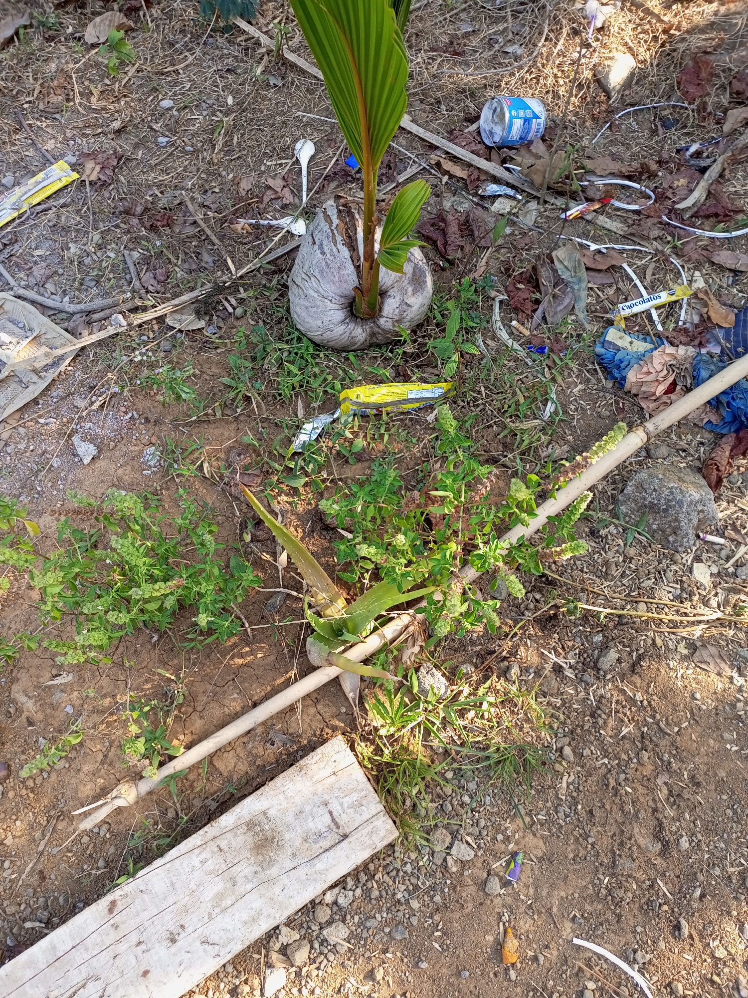The image shows a close-up, high-angle view of a patch of dry, disturbed soil, likely an outdoor environment in Jatipurno, Indonesia. The ground is covered with a mixture of dry leaves, twigs, small stones, and some sparse green vegetation. In the center of the frame, a young coconut plant is growing out of a partially decomposed coconut husk. Surrounding the coconut plant, there is scattered litter, including plastic wrappers, disposable cutlery, a crumpled plastic bottle, and other unidentifiable debris. A piece of weathered wood lies in the lower left foreground. A long, thin bamboo pole runs diagonally across the middle of the frame, partially obscured by the vegetation. In the lower right, a smooth, grey rock is visible, and a single white cigarette butt rests on the ground nearby. The overall impression is one of neglect and environmental littering.