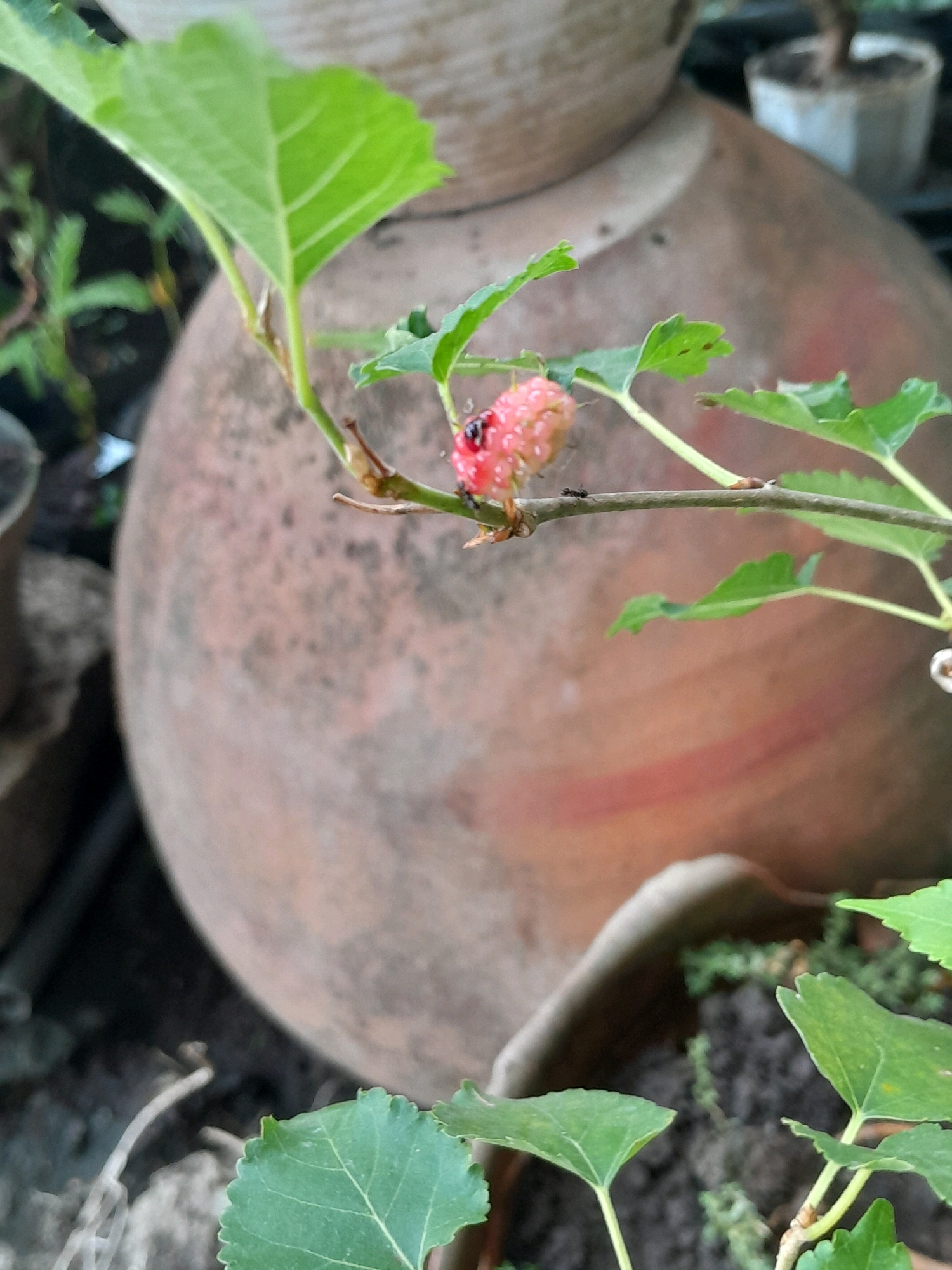 In Glanggang, Indonesia, a close-up shot focuses on a single, unripe mulberry on a branch, partially obscured by green leaves. The fruit is a pale pink color, appearing slightly underdeveloped, with visible seeds and dark spots. A small black ant is positioned on the branch near the fruit, and another ant is visible on the fruit itself, indicating insect activity. The branch extends horizontally across the frame, with several green leaves, some showing slight damage, emerging from it. In the blurred background, a large, terracotta-colored pot dominates the scene. To the left and right of the pot, other out-of-focus elements suggest an outdoor environment, possibly a garden, with hints of other plants and possibly other pots. The lighting appears natural, suggesting the image was taken during the daytime.