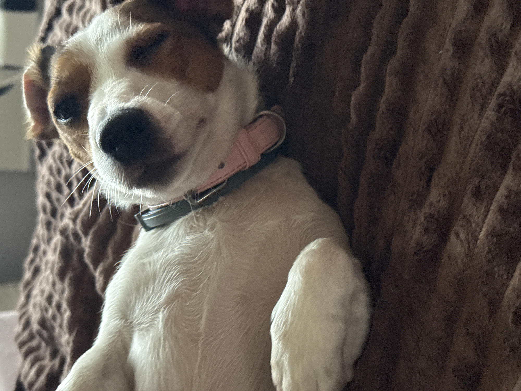 A medium shot captures a Jack Russell Terrier dog lying on its back on a brown, textured blanket. The dog has white fur with brown markings on its head, including around its eyes and ears. It wears a light pink collar. The dog's eyes are closed, and its head is tilted slightly upwards. The background is out of focus, showing the wrinkled texture of the blanket. The scene appears to be indoors, possibly in a home setting. There is no indication of the location being in Moscow, Russia.