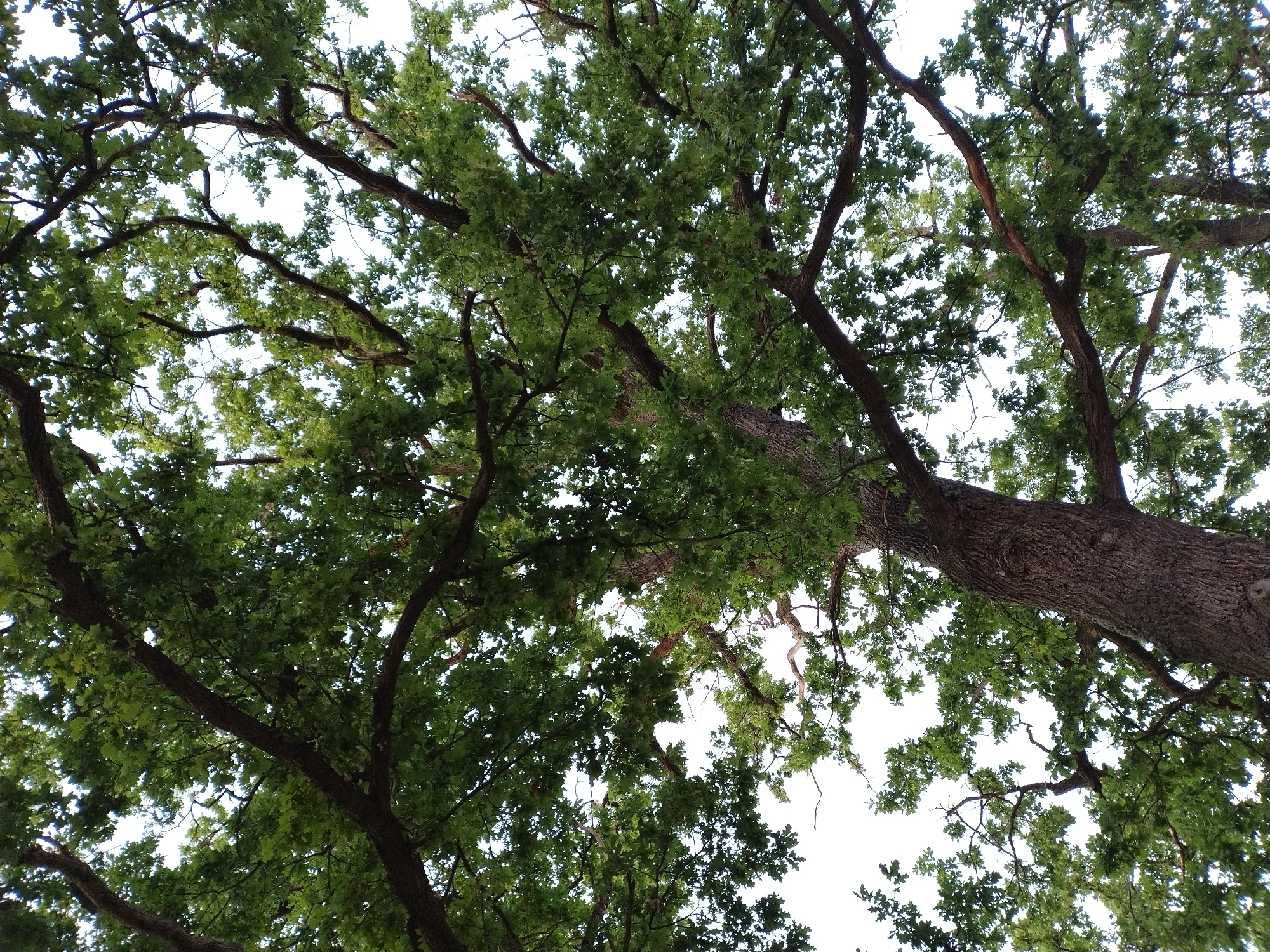 This is a low-angle, full shot of the canopy of a large, mature oak tree, viewed from beneath. The trunk of the oak is thick and textured, with deeply furrowed bark, and it extends upwards out of frame. Numerous branches, some thick and gnarled, others thinner and more delicate, spread out across the frame, creating a dense network. The branches are covered in vibrant green leaves, which are lush and appear healthy. The leaves are illuminated from above, with patches of bright white sky showing through the gaps in the foliage. The image is entirely focused on the tree and its canopy, with no other elements visible. The location is identified as being in Dobev, Czechia.