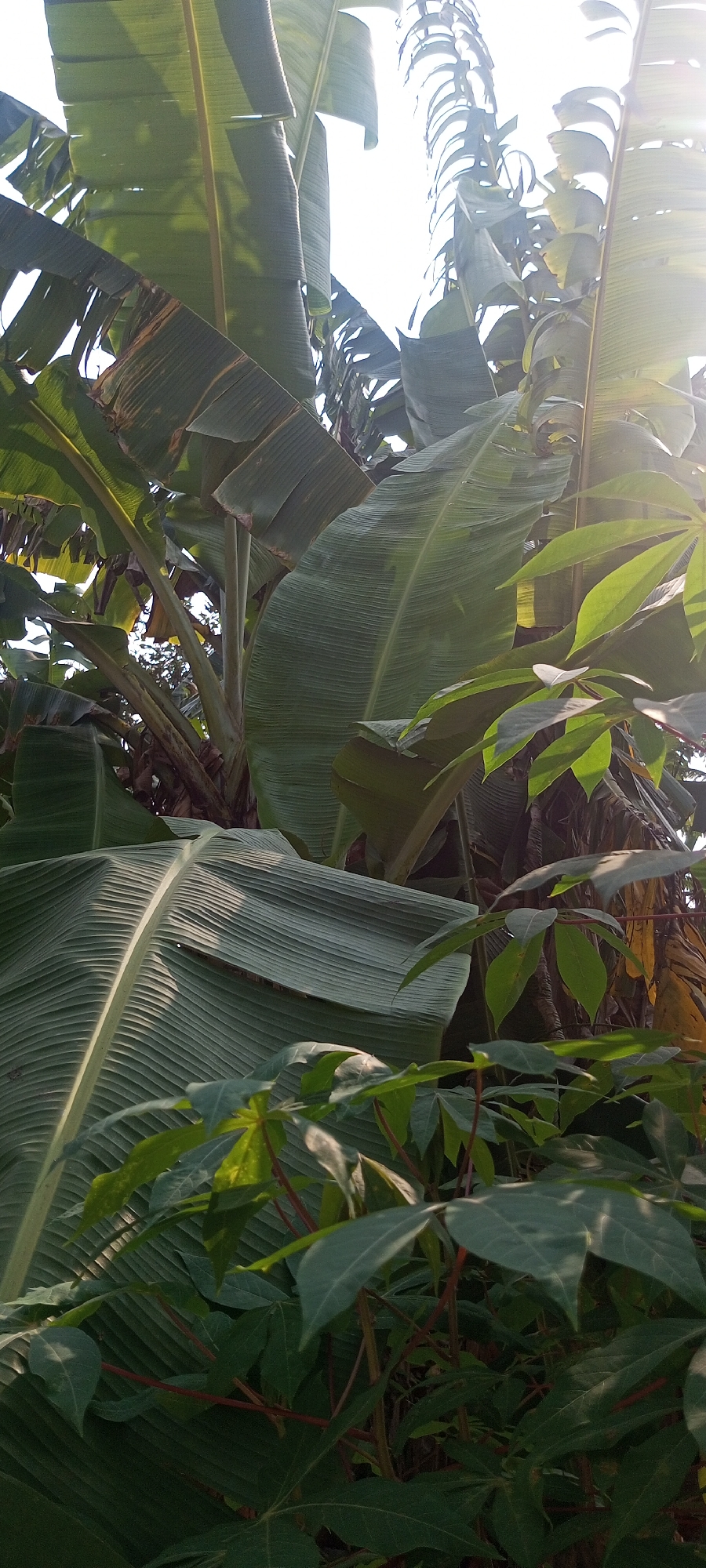 The image depicts a close-up view of lush green foliage, dominated by large banana leaves and the leaves of what appears to be a cassava plant. The banana leaves are broad and ribbed, with some showing signs of browning along the edges. The cassava leaves are palmately compound, with distinct lobes. The scene is characterized by the dense growth of these plants, with sunlight filtering through the leaves, creating highlights and shadows. The background is a blur of more greenery and hints of the sky, suggesting an outdoor environment, likely a garden or natural setting. The composition is vertical, with the plants filling the frame from bottom to top. There are no people or animals visible in the image. The overall impression is one of natural abundance and vibrant plant life.