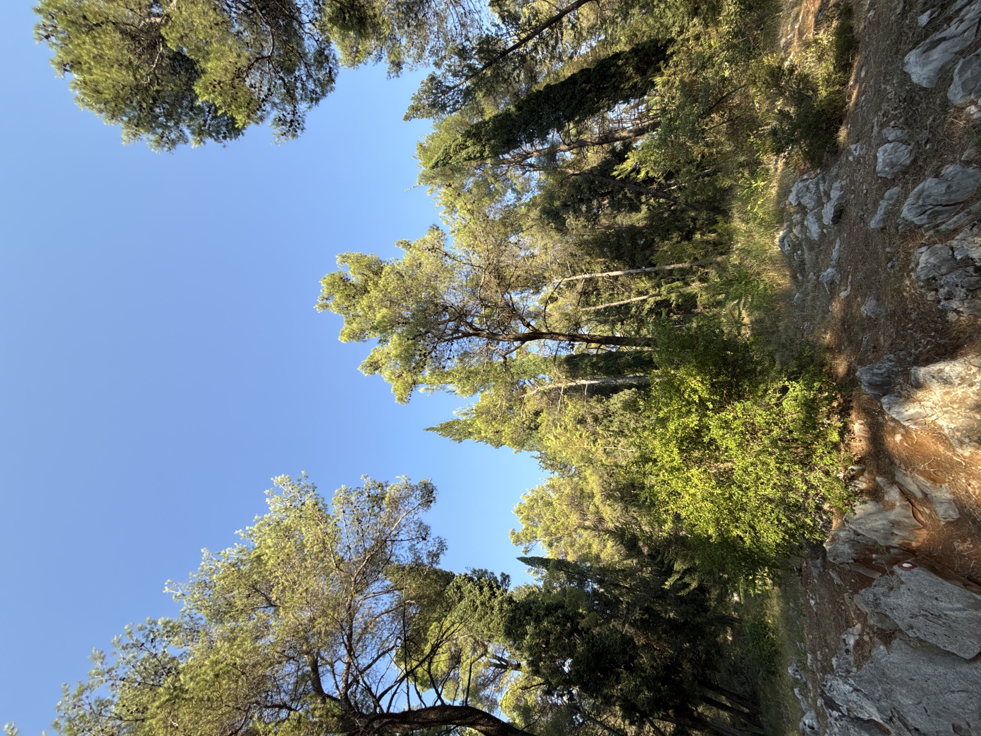 A low-angle, wide shot captures a dense forest under a clear, bright blue sky. The foreground is dominated by gray, jagged rocks scattered across dry, pine-needle-covered ground. A vibrant green bush stands out on the right side of the frame, illuminated by sunlight. Behind the bush, the forest floor transitions to dry grass and more rocks.
The midground and background are filled with a variety of tall trees, predominantly pines and cypresses, with some deciduous trees interspersed. The foliage is a mix of deep green and lighter, sun-drenched green, creating a rich texture. Sunlight filters through the canopy, casting dappled shadows on the ground. The overall impression is of a rugged, sun-drenched woodland environment.