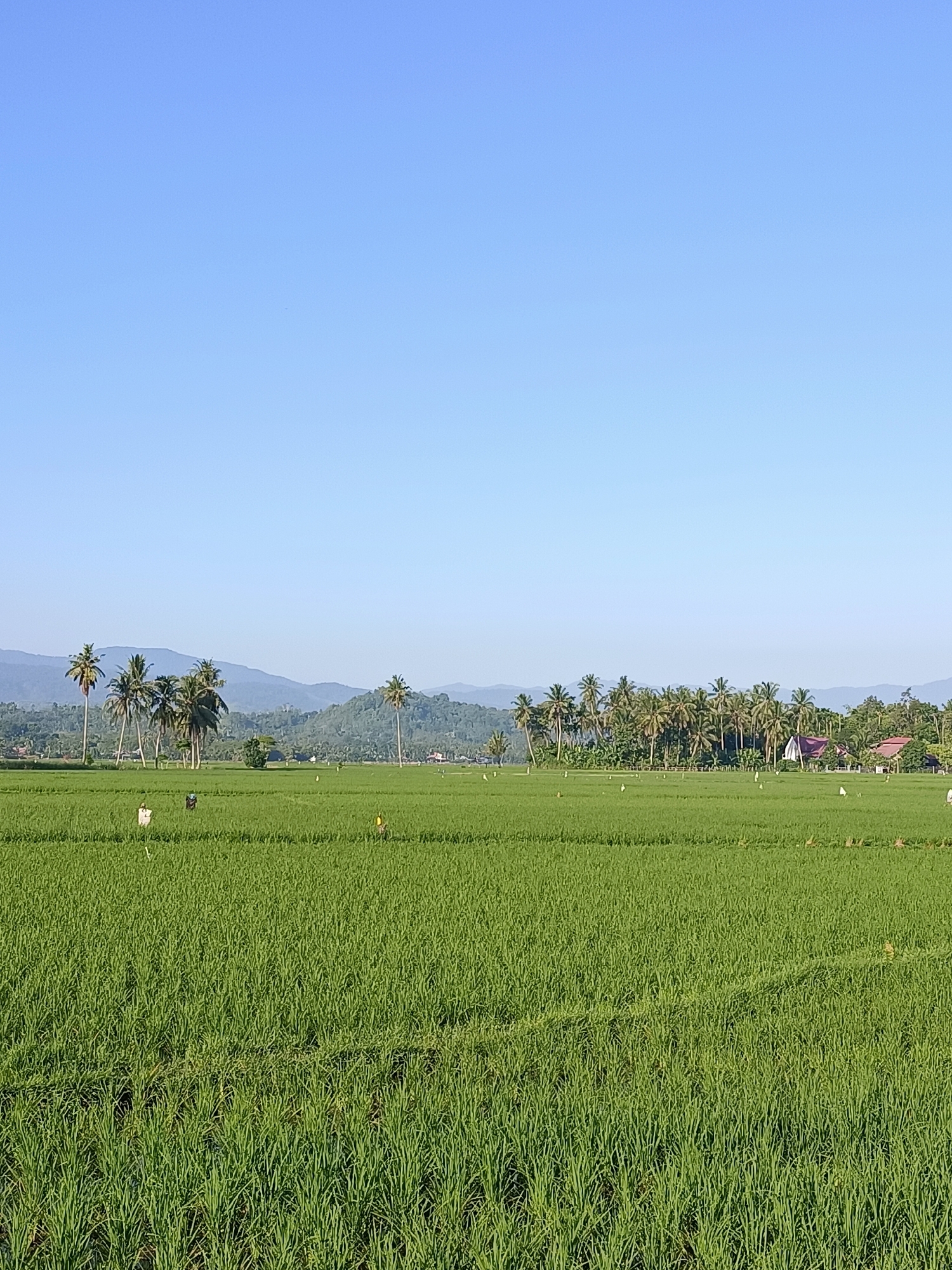 This is a vertical, eye-level, full shot of a lush, green rice paddy field in Kampung Jumpa, Indonesia. The field stretches out across the foreground and midground, with rows of vibrant green rice stalks. In the distance, a cluster of coconut palm trees and other vegetation forms a line across the horizon, with rolling hills and mountains forming a backdrop under a clear, bright blue sky. Several scarecrows are visible throughout the field, standing as solitary figures amidst the crops. The overall impression is one of serene rural beauty and agricultural productivity.