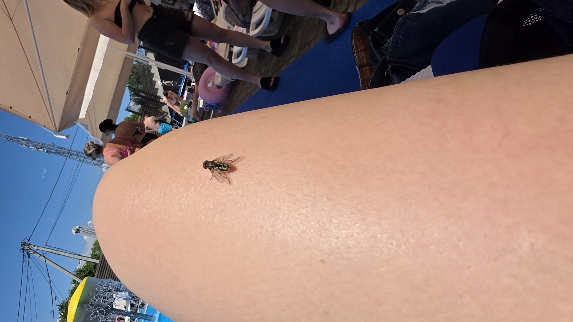 The image shows a close-up of a person's leg with a fly on it. In the background, there are people in swimsuits, lounge chairs, umbrellas, and a swimming pool, suggesting a sunny day at a water park or beach resort. The sky is clear and blue with some electrical wires and a cell tower visible in the distance. The presence of these elements indicates an outdoor recreational area, likely a public space. Based on the provided location information, this scene is taking place in Pivdenne, Ukraine.