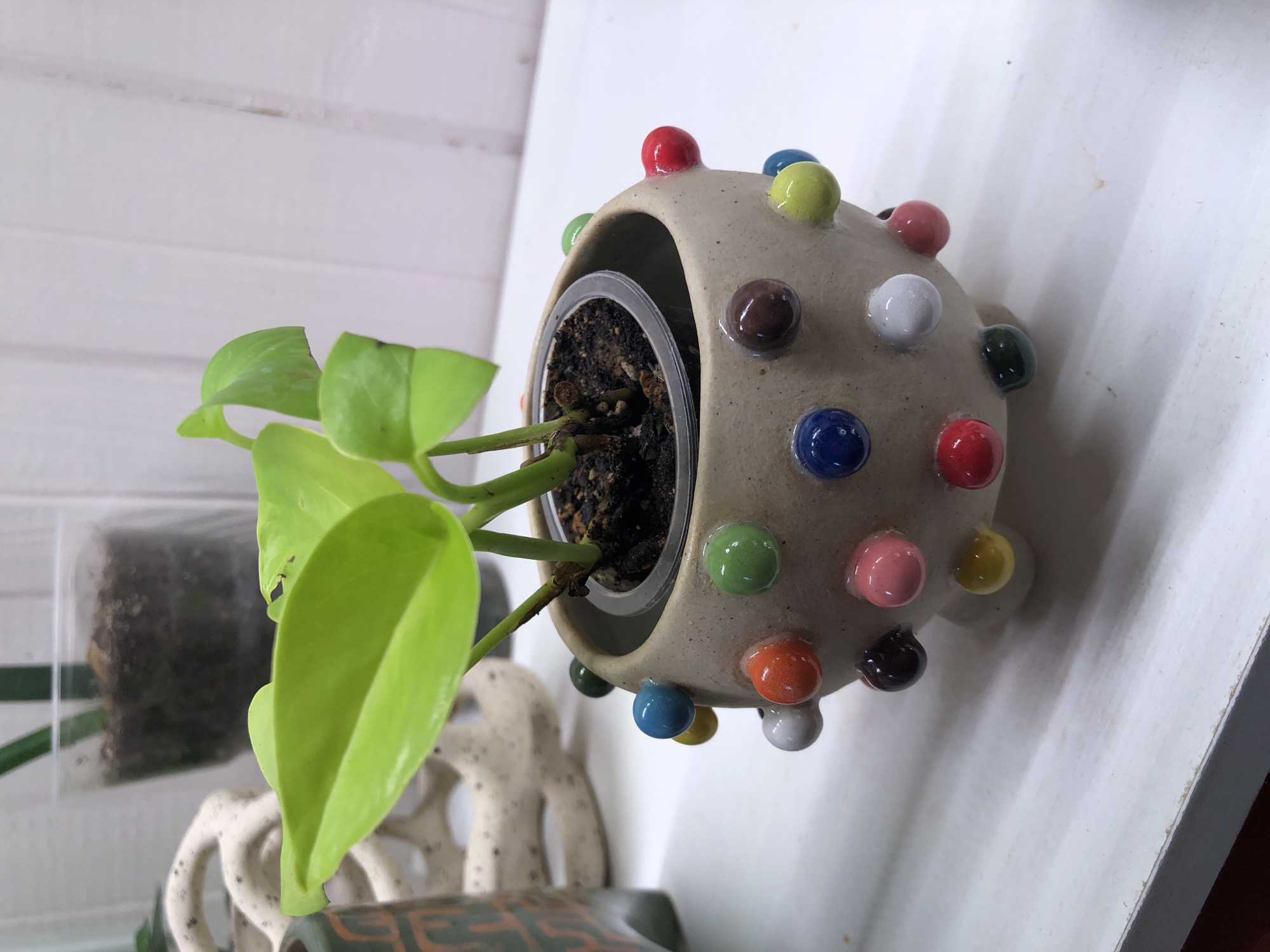 A neon pothos plant with bright green leaves is growing in a small, beige, spherical ceramic pot that has multicolored, raised dots on its exterior. The pot has three small feet. The plant is in a clear plastic nursery pot inserted into the ceramic pot. The pot sits on a white surface, possibly a shelf or table, with a textured white wall in the background. To the left of the main subject, a portion of another decorative ceramic object is visible. Behind the neon pothos, a blurred glass container with soil and a plant is also visible. The lighting is soft and appears to be artificial. The scene is indoors, with no indication of its specific location in Романово, Russia.