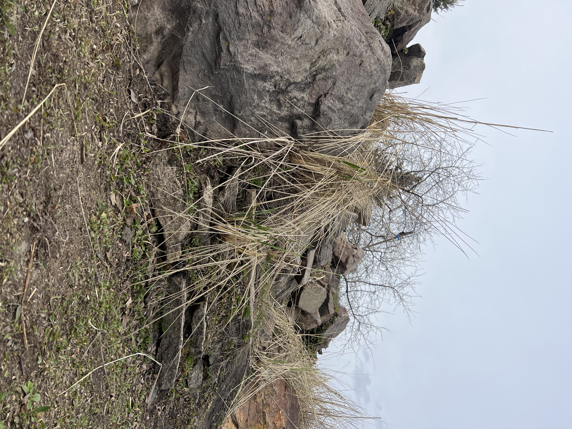 The image depicts a rocky terrain with a large grey boulder dominating the scene. Dry, yellow grasses are prominent, interspersed with some green foliage. A bare tree with thin branches is visible against a grey, overcast sky. The ground is a mix of dirt and small stones. The location is unspecified, though it is prompted to be in the city of Kargapolye, Russia. No people or actions are apparent.