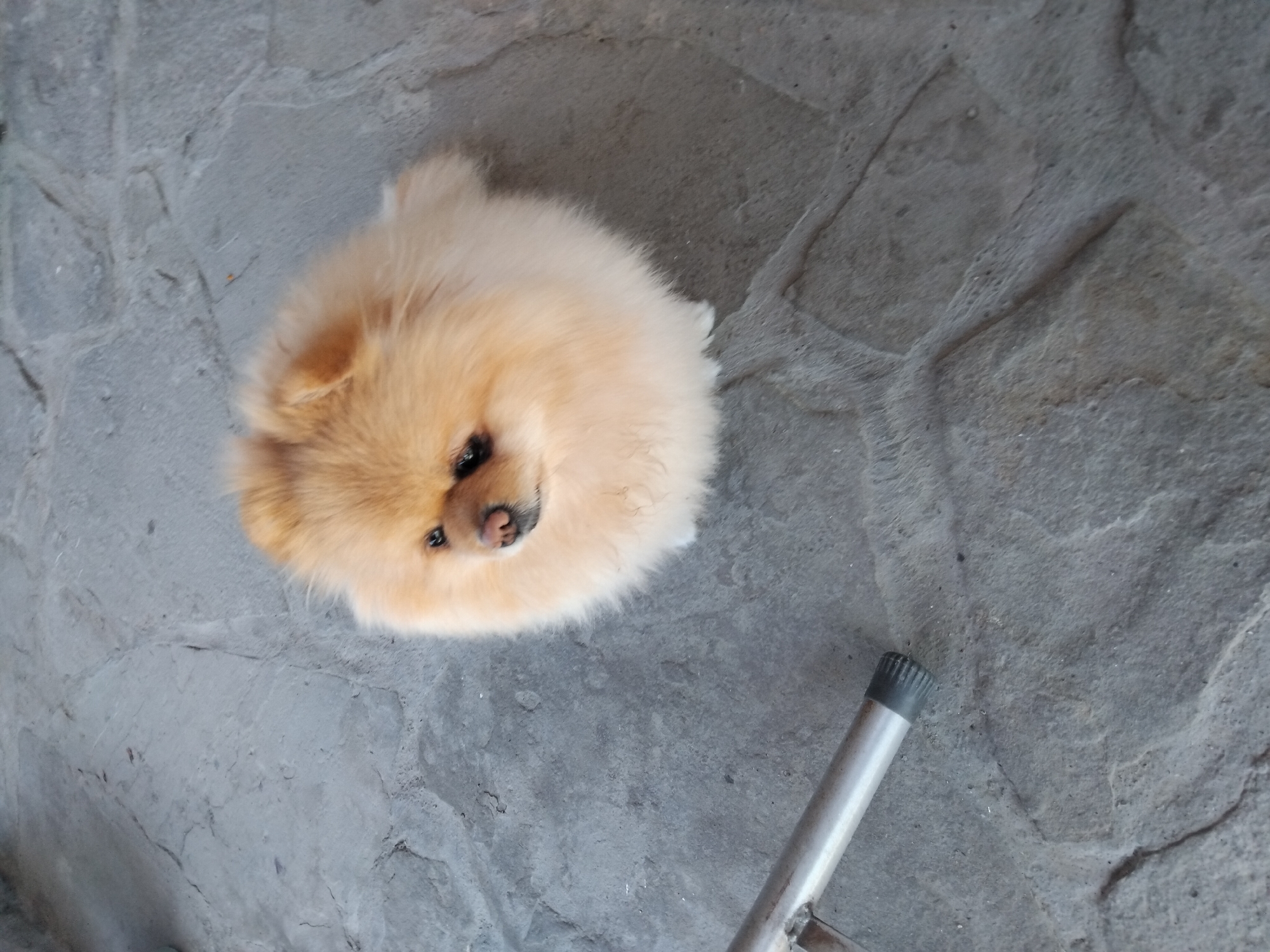 A light-colored Pomeranian dog sits on a stone-paved surface. The dog is fluffy and appears to be looking to the left. A metal object, possibly a chair leg, is visible in the lower left corner of the frame. The scene is outdoors, with the stone paving suggesting a patio or garden area. The image was taken in Apriltsi, Bulgaria.