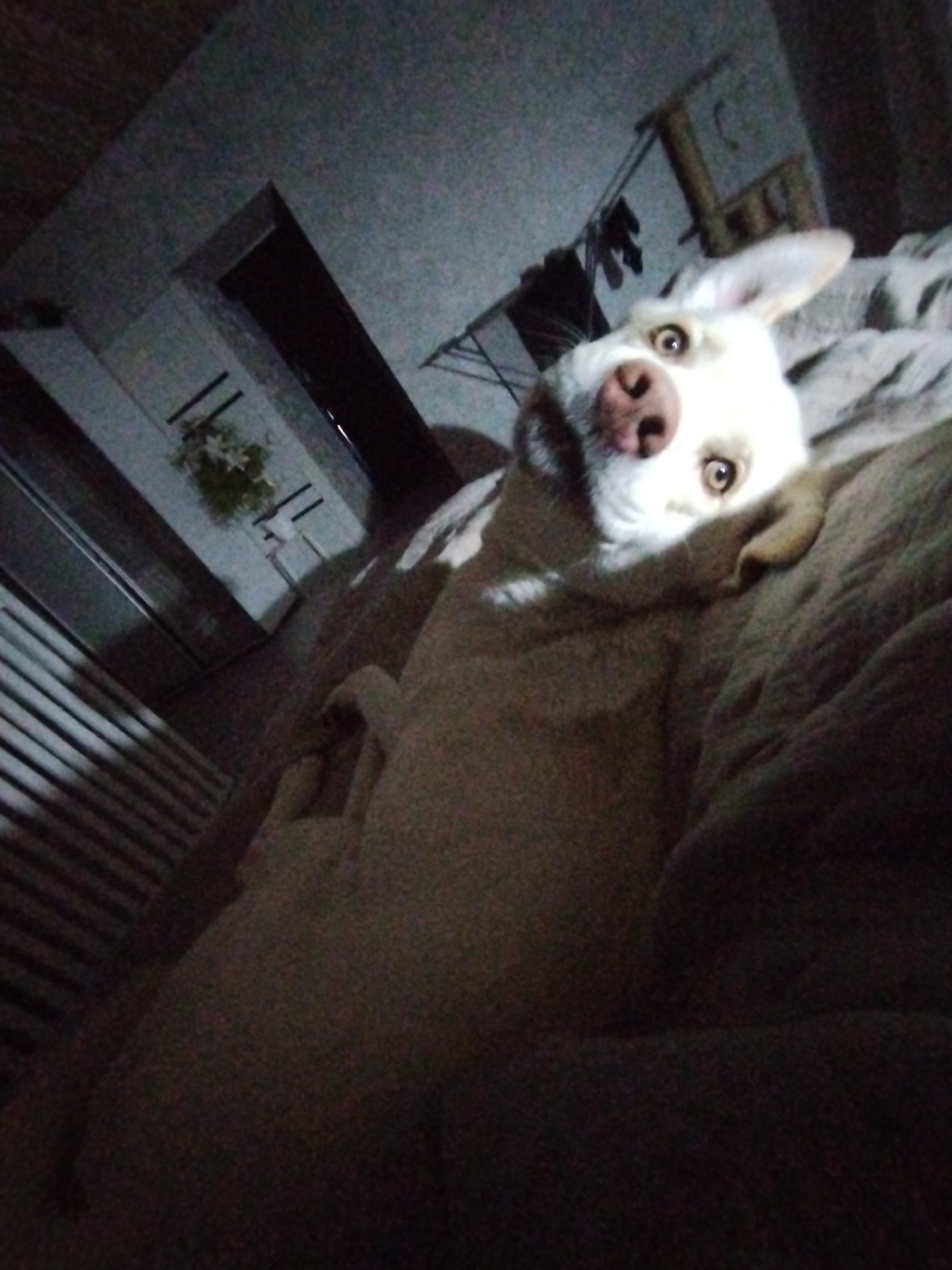 A white dog is lying on a bed in a dark room. The dog is facing the camera with its head tilted slightly. A doorway and a clothing rack are visible in the background. The location is unknown.