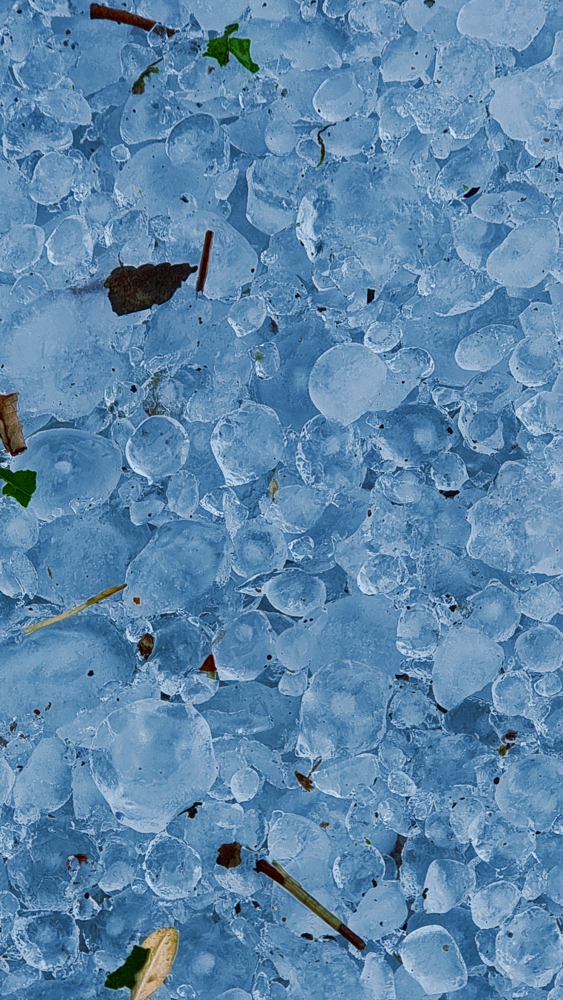 The image is a close-up, top-down view of a thick layer of hailstones covering the ground. The hailstones vary in size and shape, with many appearing roughly spherical or irregularly rounded. They are translucent and a pale blue hue, indicating they are made of ice. Scattered among the hailstones are a few small pieces of organic matter, including brown leaves, green leaves, and thin brown twigs. The overall impression is of a surface that has been recently pelted by hail. The scene appears to be an outdoor environment, likely on the ground in a natural or semi-natural setting, possibly within the municipality of Sant Joan Les Fonts, Spain, given the context. There are no people or animals visible in the image. The focus is entirely on the texture, distribution, and appearance of the hailstones and the few organic debris elements interspersed within them.
