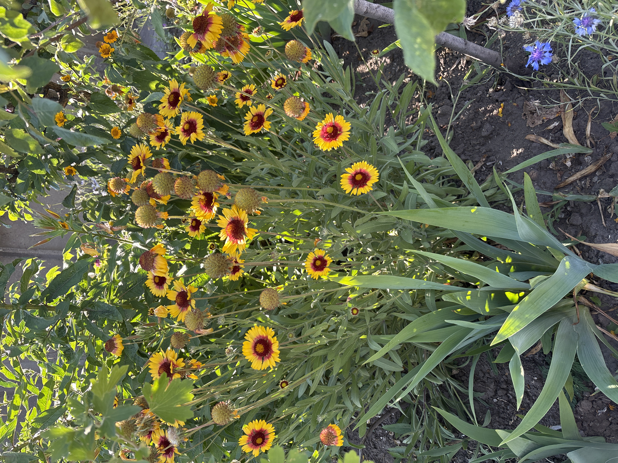 This is a top-down, close-up shot of a garden bed filled with blooming flowers and greenery. The dominant subjects are a cluster of blanket flowers (Gaillardia) with bright yellow petals and a deep burgundy-red center. Many of the flowers are in full bloom, while others are in various stages of development, including some with mature seed heads.
Interspersed with the blanket flowers are other green plants with long, sword-like leaves, possibly iris or a similar plant, which add a contrasting texture and form to the scene. In the background, a few small, delicate blue cornflowers are visible, adding a touch of contrasting color. The ground beneath the plants is dark soil, with some dried leaves and debris scattered on the surface.
The lighting suggests it is daytime, likely morning or late afternoon, given the dappled sunlight filtering through the leaves and casting shadows. The overall mood is natural and serene, showcasing the beauty of a thriving garden. There is no visible text in the image.
