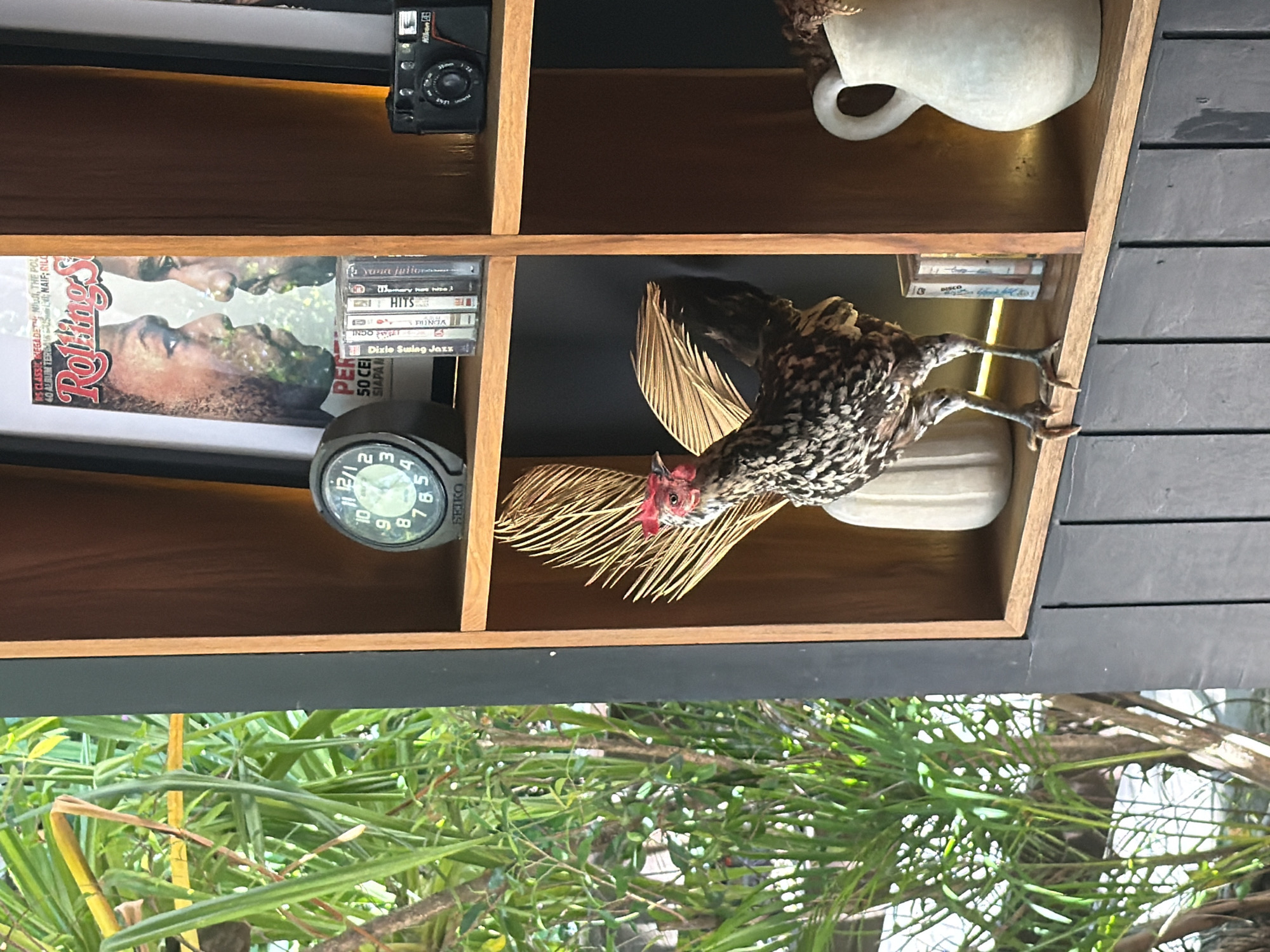 The image shows a shelf filled with various items. On the top shelf, there is a black compact camera and a white pitcher. On the second shelf, there is a Rolling Stones magazine, a stack of cassette tapes, and a Seiko watch. On the bottom shelf, there is a decorative chicken and a round white object. The background is out of focus, but it appears to be a leafy outdoor area. The photo was taken in Unknown, Unknown.
