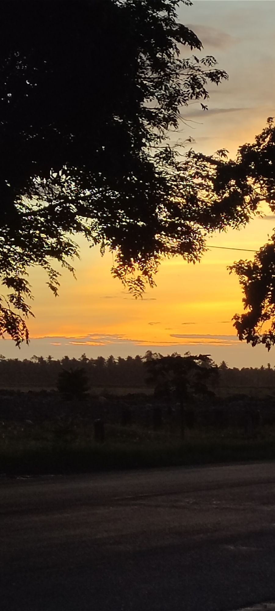 A vertical, telephoto shot captures a vibrant sunset over a rural landscape in Meunasah Pupu, Indonesia. Silhouetted trees with dense foliage frame the top and right sides of the image, their branches reaching into the colorful sky. The sky itself is a gradient of warm hues, transitioning from a bright, intense orange near the horizon to lighter yellows and soft pinks at the top. Thin, horizontal cloud formations are visible in the mid-sky, their undersides catching the sunset's glow.
Below the sky, a distant treeline, predominantly composed of palm trees, creates a dark, undulating silhouette against the horizon. In the foreground, a dark, rugged terrain, possibly a field or cleared land with scattered debris, leads to a paved road. The road surface is dark and appears slightly textured. The overall impression is of a tranquil, natural setting bathed in the warm light of a setting sun. No people or distinct actions are visible.