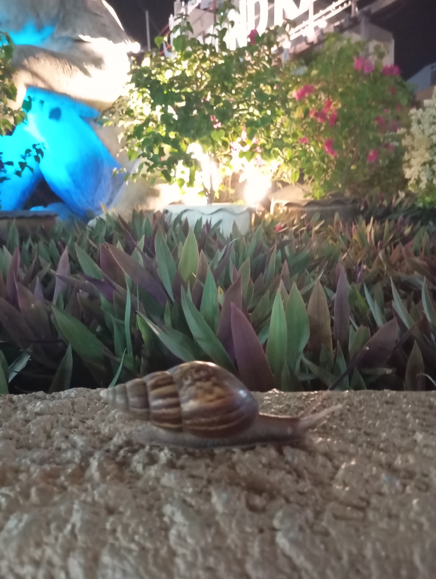 A snail is moving across a textured stone surface in the foreground of the image. Behind the snail, a dense planting of purple and green leafy plants is visible. In the background, there are bushes with pink flowers and green foliage, illuminated by warm artificial lights. A large, abstract sculpture with bright blue lighting is on the left. In the far background, white lettering is visible on a building. The overall scene suggests an outdoor decorative area at night in Karon, Thailand.