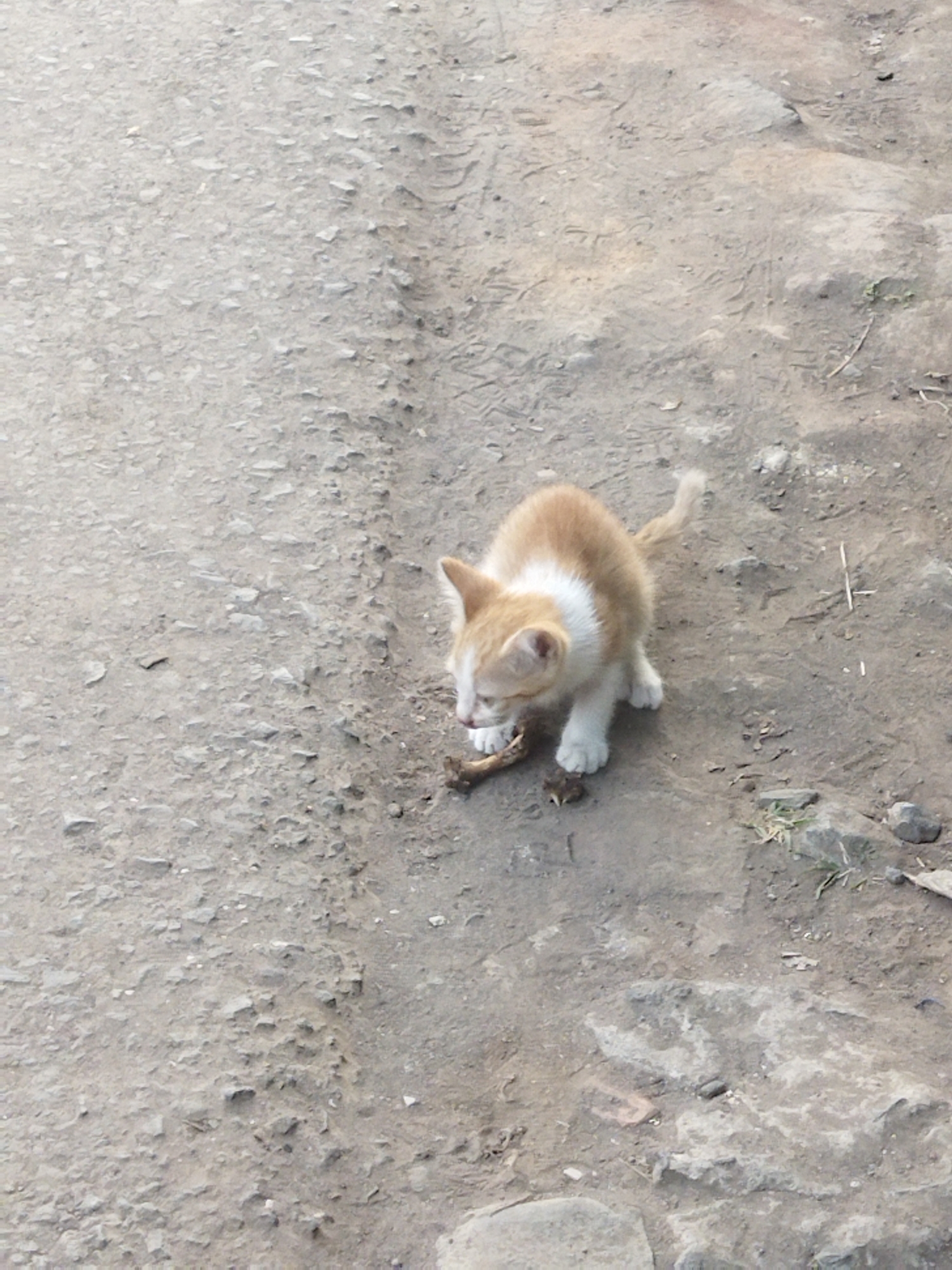 A ginger and white kitten is on a dirt path in Banjar, Indonesia. The kitten is focused on a piece of wood it is chewing on. The path is made of compacted dirt and small stones, with some dry grass growing in patches. The lighting suggests it is daytime.