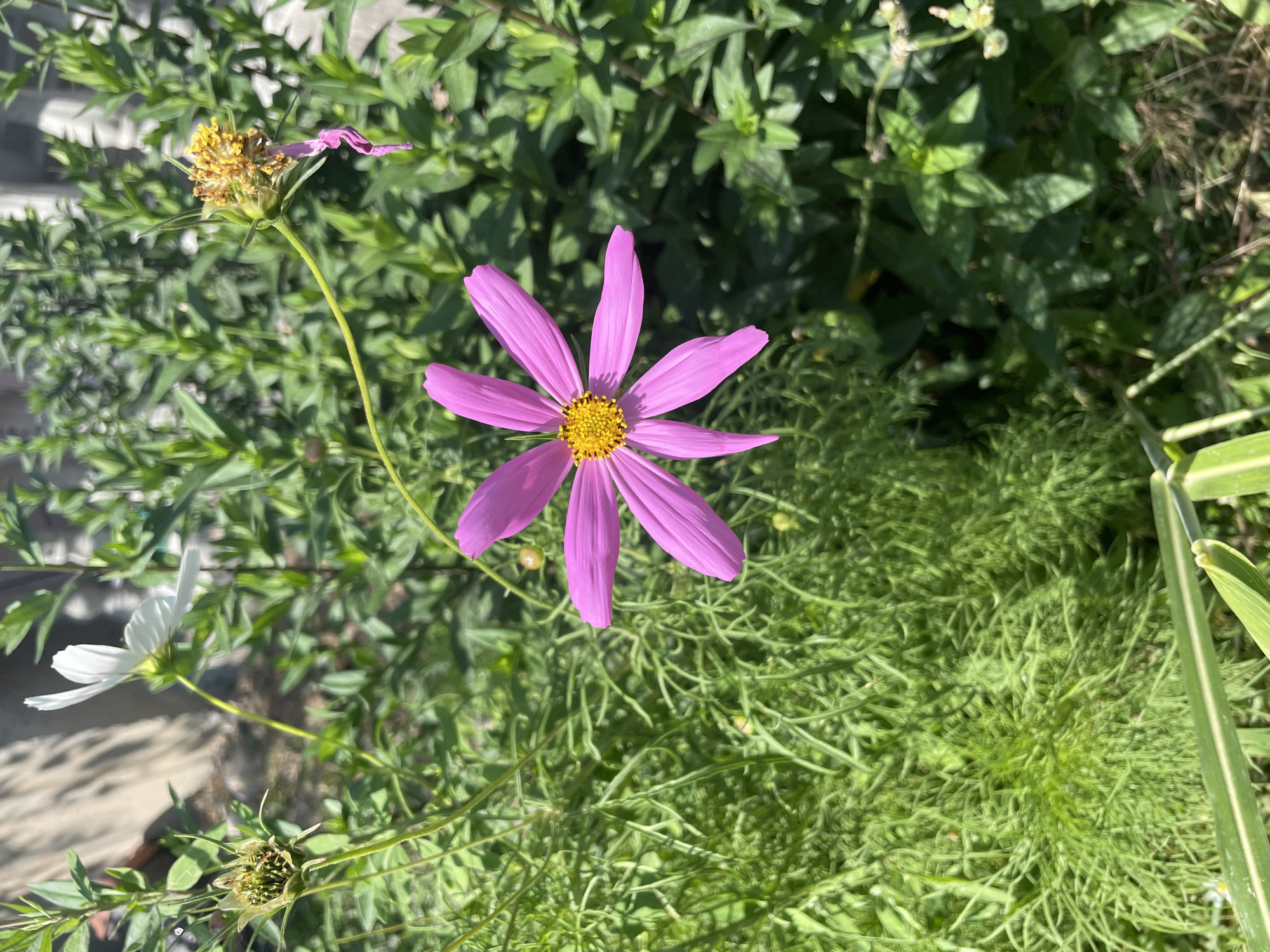 A close-up, outdoor, vertical, medium shot captures a single, vibrant pink cosmos flower in sharp focus at the center of the frame. The flower has six delicate petals radiating from a bright yellow center. The background is filled with lush, green foliage and other flowers, some of which are out of focus. To the left, a white cosmos flower is visible, and further to the left, a seed pod from a cosmos flower is in focus. To the right, another spent cosmos flower head with wilting pink petals is present. The overall scene suggests a garden or natural setting. There are no people or animals in the image, and no specific landmarks indicating the city of Bishkek, Kyrgyzstan. The lighting suggests it is daytime, with sunlight illuminating the scene.