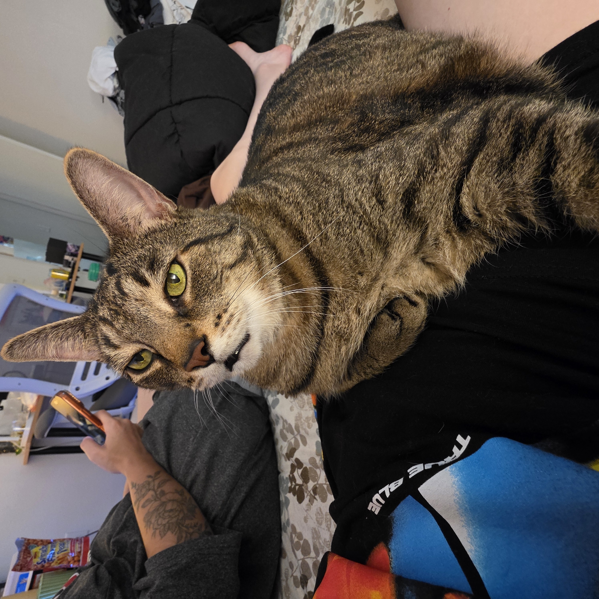 A tabby cat is positioned on a person's lap in an indoor setting, possibly a bedroom. The cat, with green eyes and prominent ears, looks towards the camera with its mouth slightly open. The person's hands are visible, one holding a mobile phone. The environment includes a bed with patterned sheets and a dark puffy jacket. The background shows a desk with items and a portion of a chair. There are no discernible landmarks indicating the city of Portland, United States of America.