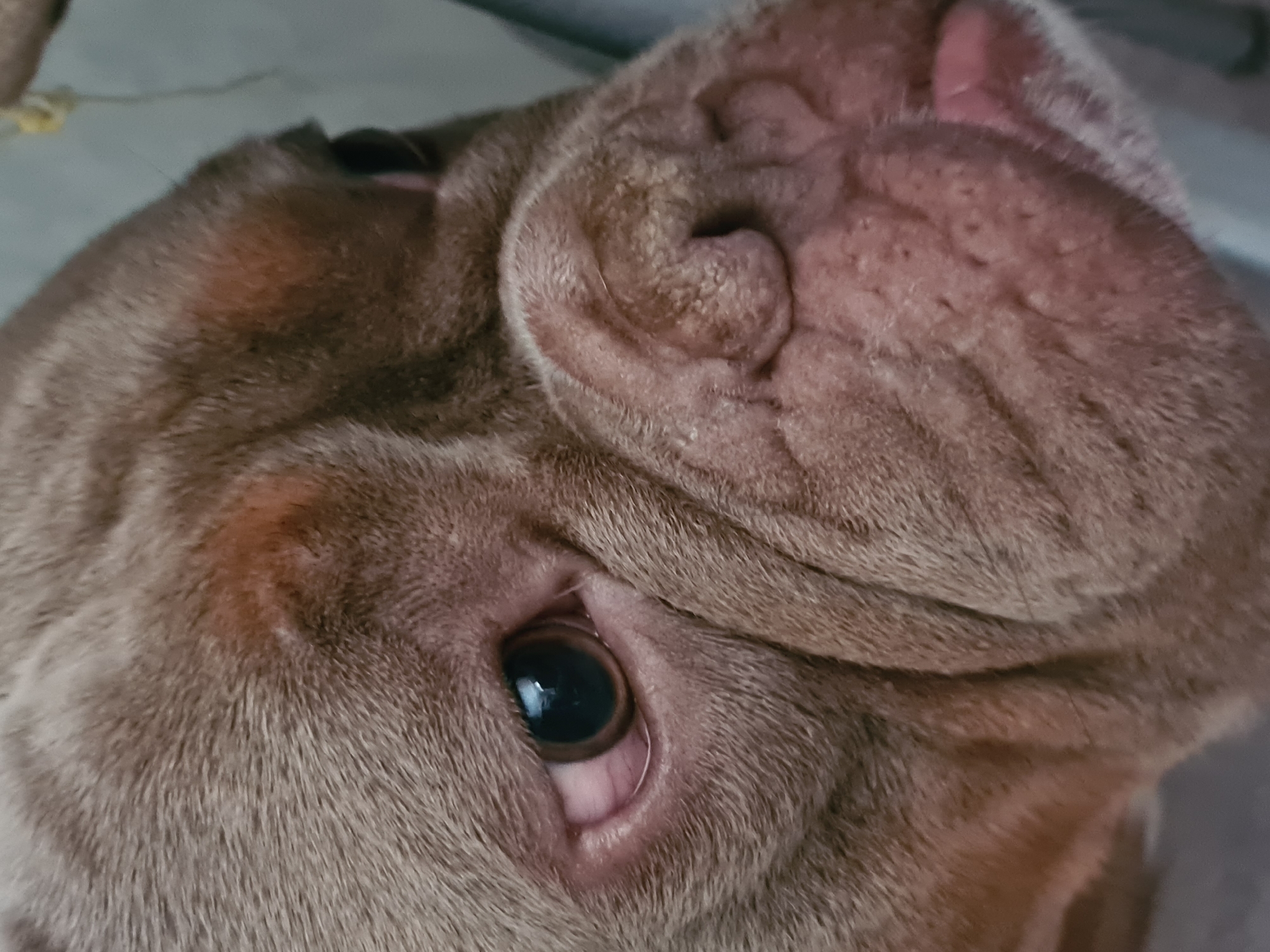 This is a close-up, Dutch angle, indoor shot of a dog's head, with the dog's face prominently filling the frame. The dog appears to be a breed with prominent wrinkles, likely a Shar-Pei or a similar breed. Its fur is a muted brown or taupe color, and the skin is wrinkled in thick folds, particularly around its head and face. The dog's left eye is clearly visible, dark and reflective, with a slight pinkish hue visible around the eyelid, suggesting the inner lining of the eye. The rest of the dog's face is obscured by the angle and the heavy wrinkles, but hints of its ear are visible at the top right of the frame, with some pink showing through. The background is out of focus, appearing to be a neutral, indoor surface, possibly a floor or a piece of furniture, with some soft light. There is no discernible text or specific activity taking place, other than the dog's presence. The overall impression is of a close, intimate portrait of the dog's face.