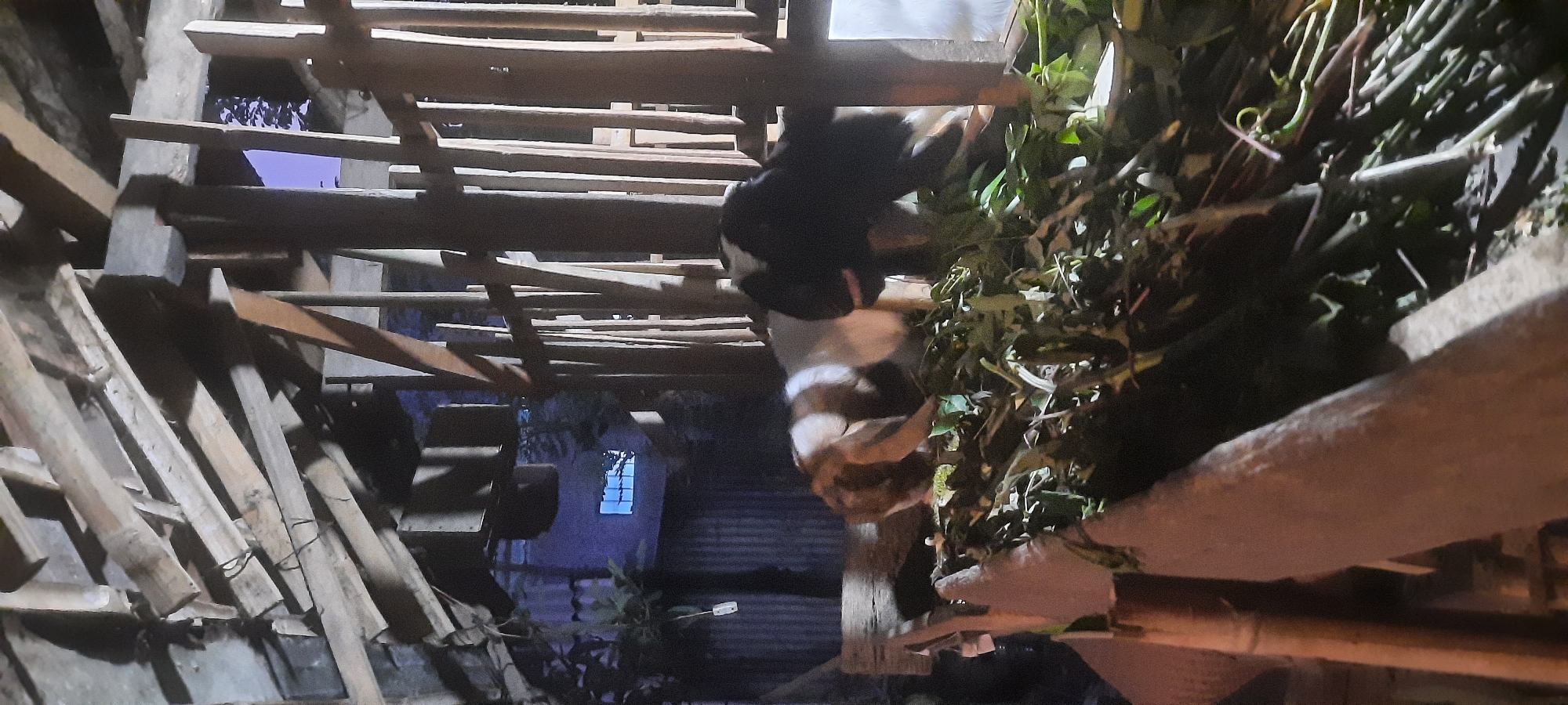In Selopuro, Indonesia, at night, two goats are eating from a pile of green leaves inside a rustic wooden structure. The structure has a sloped roof made of various wooden planks, some of which are weathered and uneven. Vertical wooden posts form a partial enclosure on the right side of the image, with visible shadows cast by internal lighting. In the background, a corrugated metal wall is visible, and further back, a window with glowing blue light can be seen, suggesting the presence of a building. The ground appears to be dirt, and the overall scene depicts a simple, rural animal enclosure.