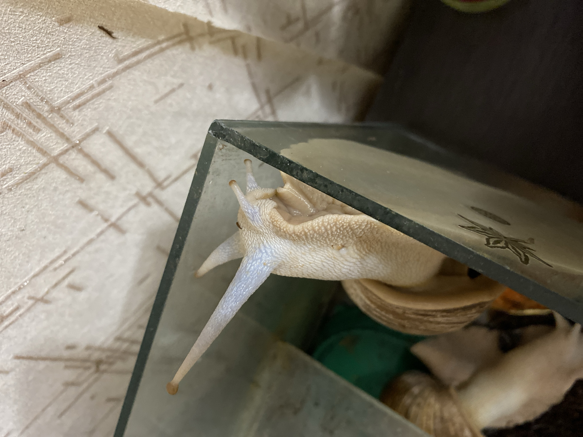 A close-up, high-angle shot shows the head and upper body of a large, light-colored land snail emerging from a glass enclosure. The snail has two pairs of tentacles, with the upper, longer pair extended upwards and to the left, tipped with orange sensory organs. The snail's body is textured and appears moist. The glass enclosure has a dark border and reflects the environment. In the background, a textured, light-colored wall with a pattern of faint, brown lines is visible, along with a dark surface below it. The scene is indoors, likely a domestic setting, and there is no indication of it being in Kauchuk Stantsiya, Russia.
