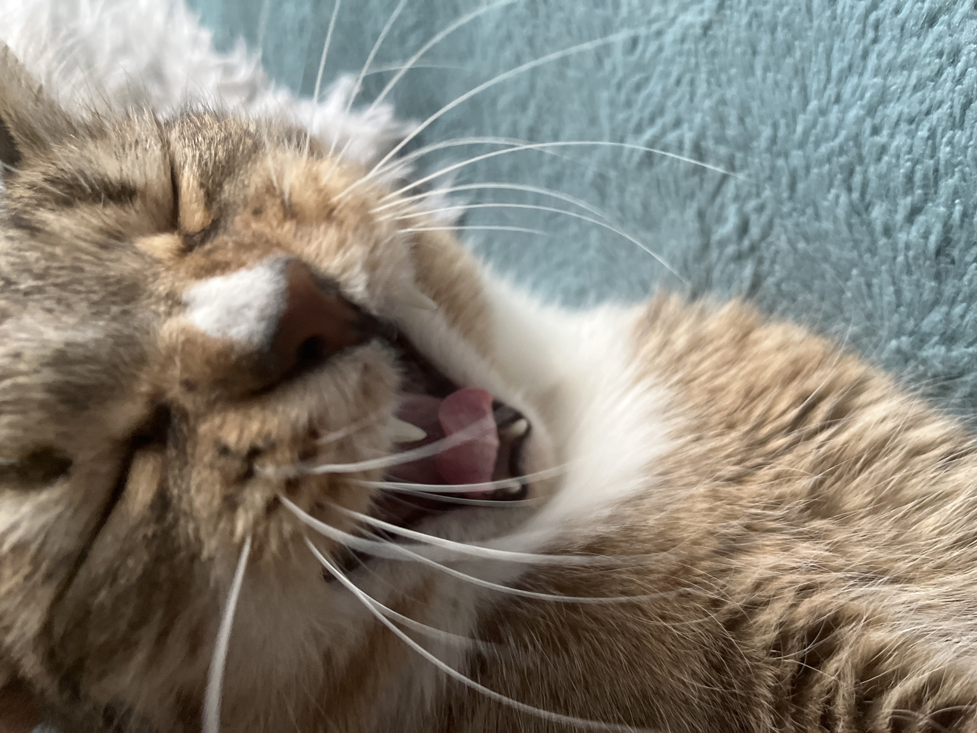 A close-up photograph depicts a tabby cat lying on a light blue fuzzy surface. The cat is yawning, revealing its pink tongue and teeth. Its eyes are closed, and several white whiskers are visible. A white patch is present on its nose. The location is not discernible from the image.