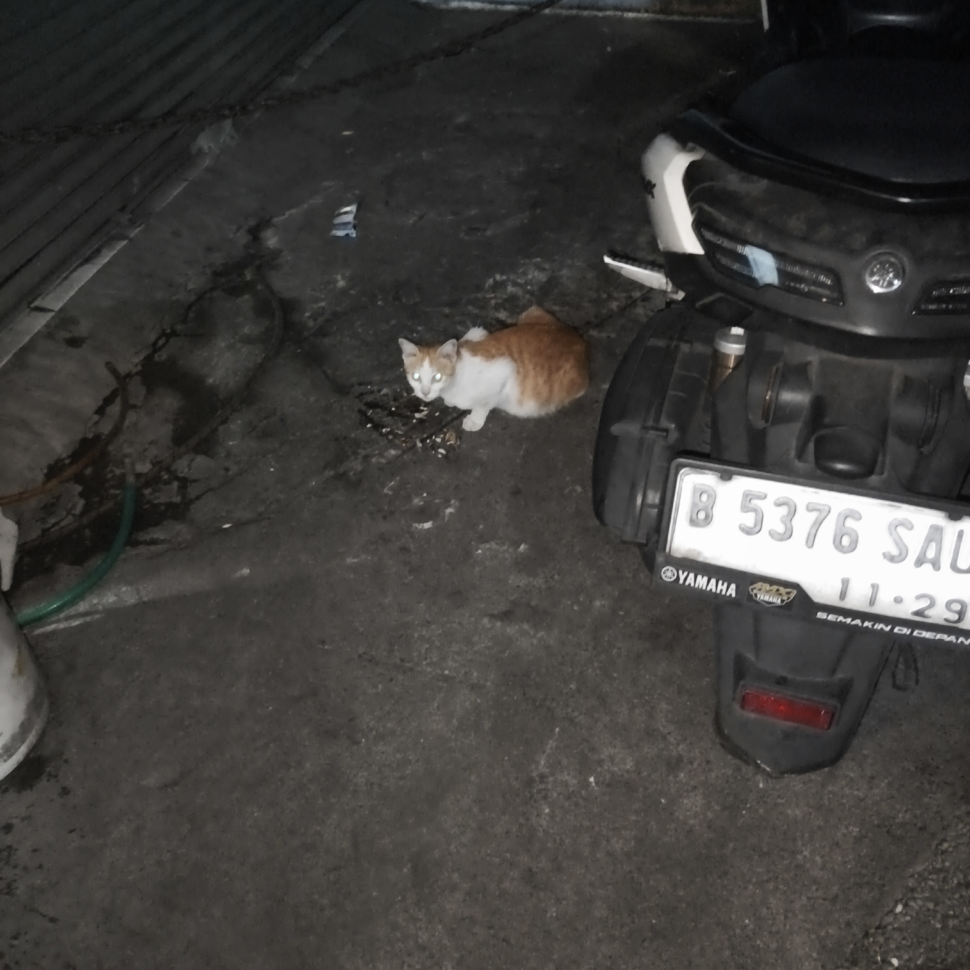 A ginger and white cat with luminous green eyes is perched on a dark, uneven asphalt surface, possibly a street or alleyway, in South Jakarta, Indonesia. The cat is facing the camera, its body slightly hunched, and appears to be looking at something off-camera. The cat is positioned to the left of a black and silver motorcycle, its license plate clearly visible and reading "B 5376 SAU 11-29". The motorcycle has a Yamaha logo on its rear. The ground around the cat and motorcycle is littered with small debris and appears damp in places. To the far left of the image, a white cylindrical object, possibly a bucket or container, is partially visible. A green hose snakes across the ground in the foreground. The scene is dimly lit, suggesting it is either nighttime or an area with poor artificial lighting. The background is dark and indistinct, with what appears to be a corrugated metal structure visible at the top left.