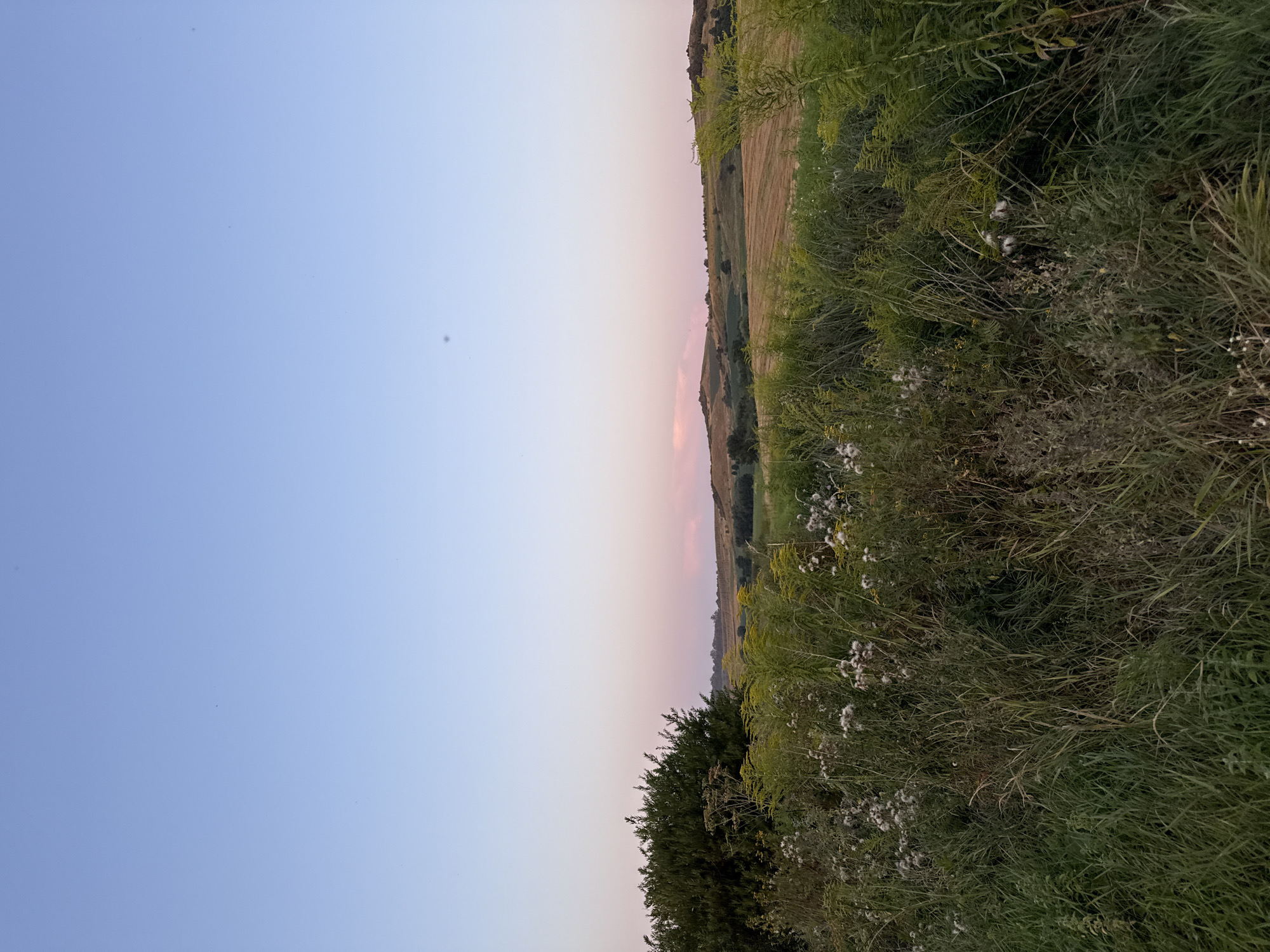 A low-angle, full outdoor shot captures a serene landscape at dusk. The sky is a gradient of soft blue, transitioning to a delicate pink hue near the horizon. Rolling hills, partially covered in golden-brown fields, form the middle ground, interspersed with dark green trees. In the foreground, a dense patch of wild grass and vegetation, including thistle-like plants with white, fluffy seed heads, dominates the scene, obscuring the ground. A large, dark green bush sits to the left of the frame. The overall impression is one of natural tranquility and the fading light of day.