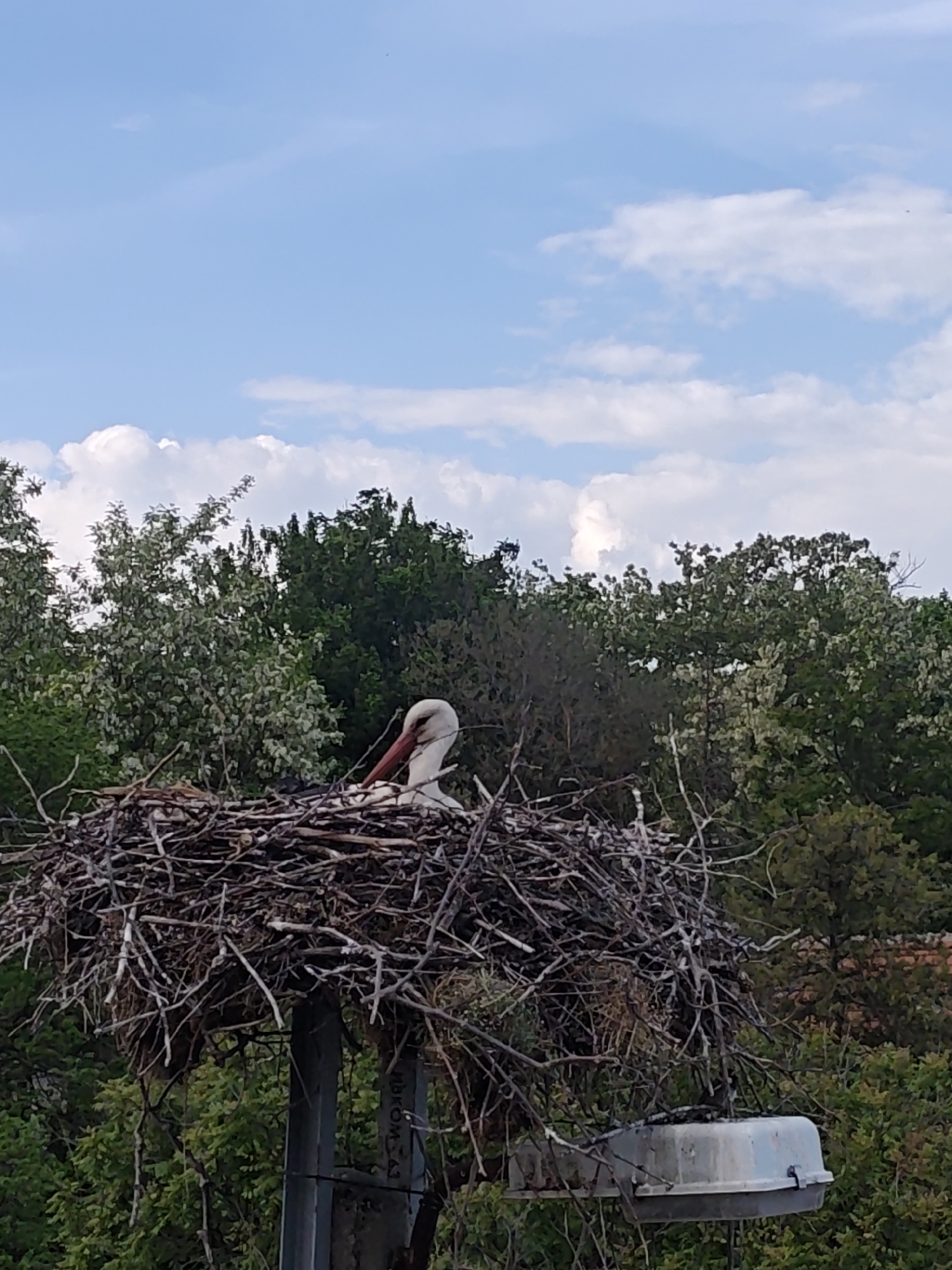 The image displays a white stork nestled in a large, intricate stick nest, set against a backdrop of lush green trees and a bright blue sky dotted with fluffy white clouds. The stork, partially visible with its head and upper body facing right, showcases its white plumage and long, reddish-orange beak. It appears to be resting within the nest.
The substantial nest, constructed from numerous branches and twigs, is perched atop a dark-colored pole or artificial structure. Below the nest, and attached to this support, is a grey, rectangular utility box or housing with a lid. The surrounding environment consists of dense foliage, suggesting a natural or semi-natural setting, possibly a rural or suburban area.
The scene takes place during the daytime under clear and pleasant weather conditions, indicated by the bright sky and well-lit surroundings. On the pole below the nest, faint text is visible, which appears to read "ЛВКОМ-63" or similar Cyrillic characters. The overall impression is one of serene wildlife observation.